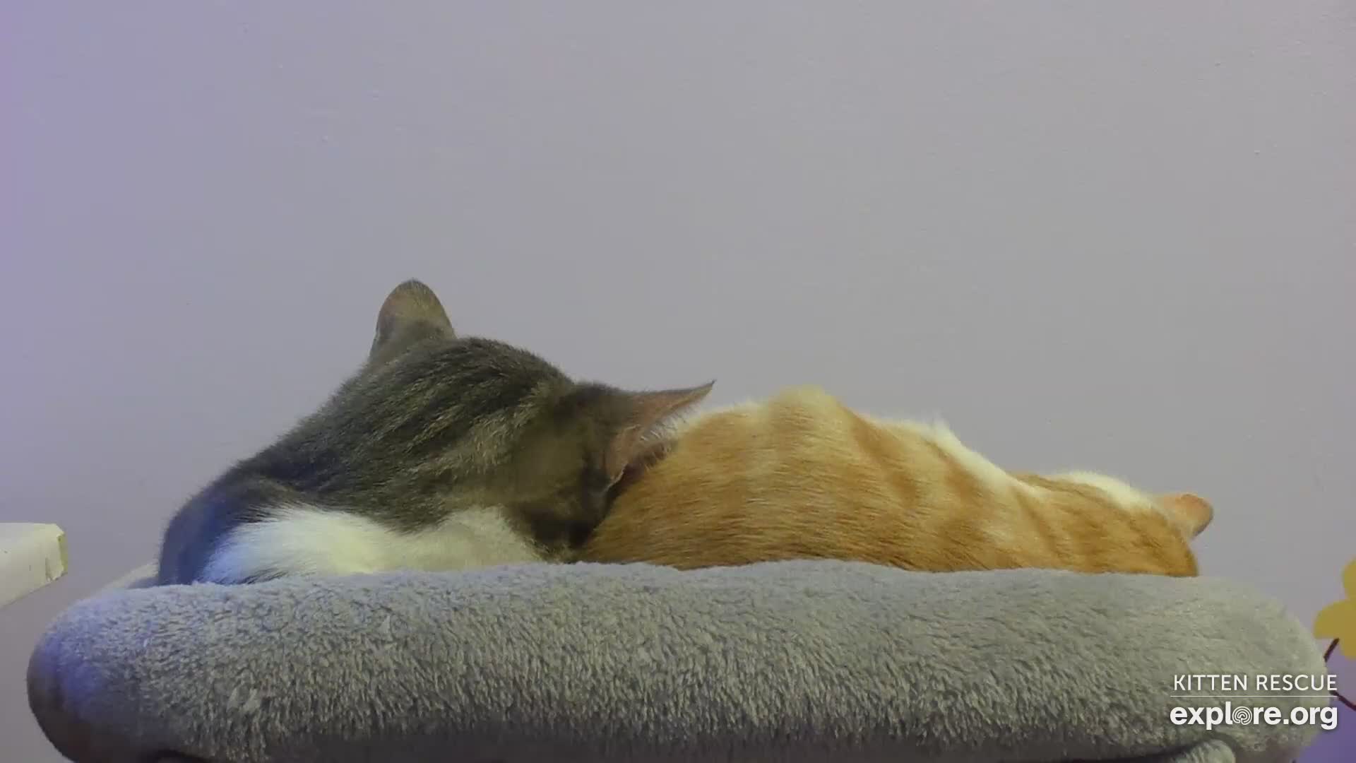 Kitten Rescue Cam - live video, pictures of cute kittens | Explore