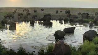 Busy Morning at the watering hole!!