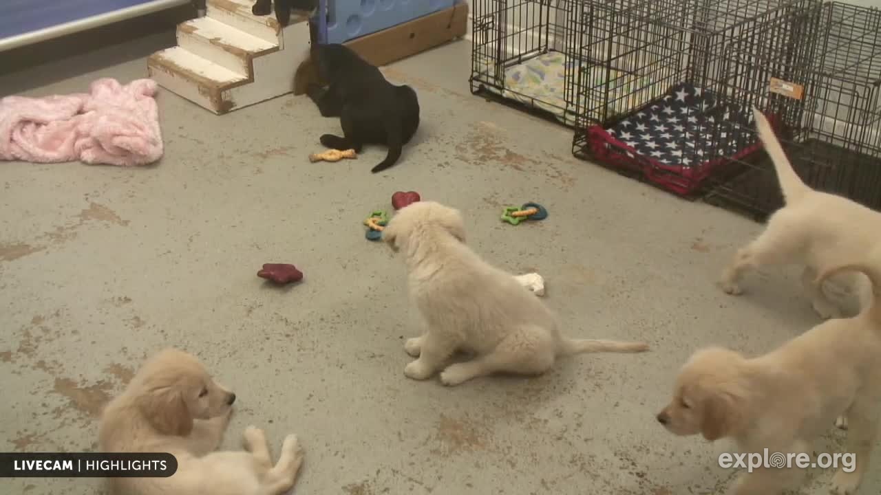 Puppy Playroom at Warrior Canine Connection Snapshots | Explore.org