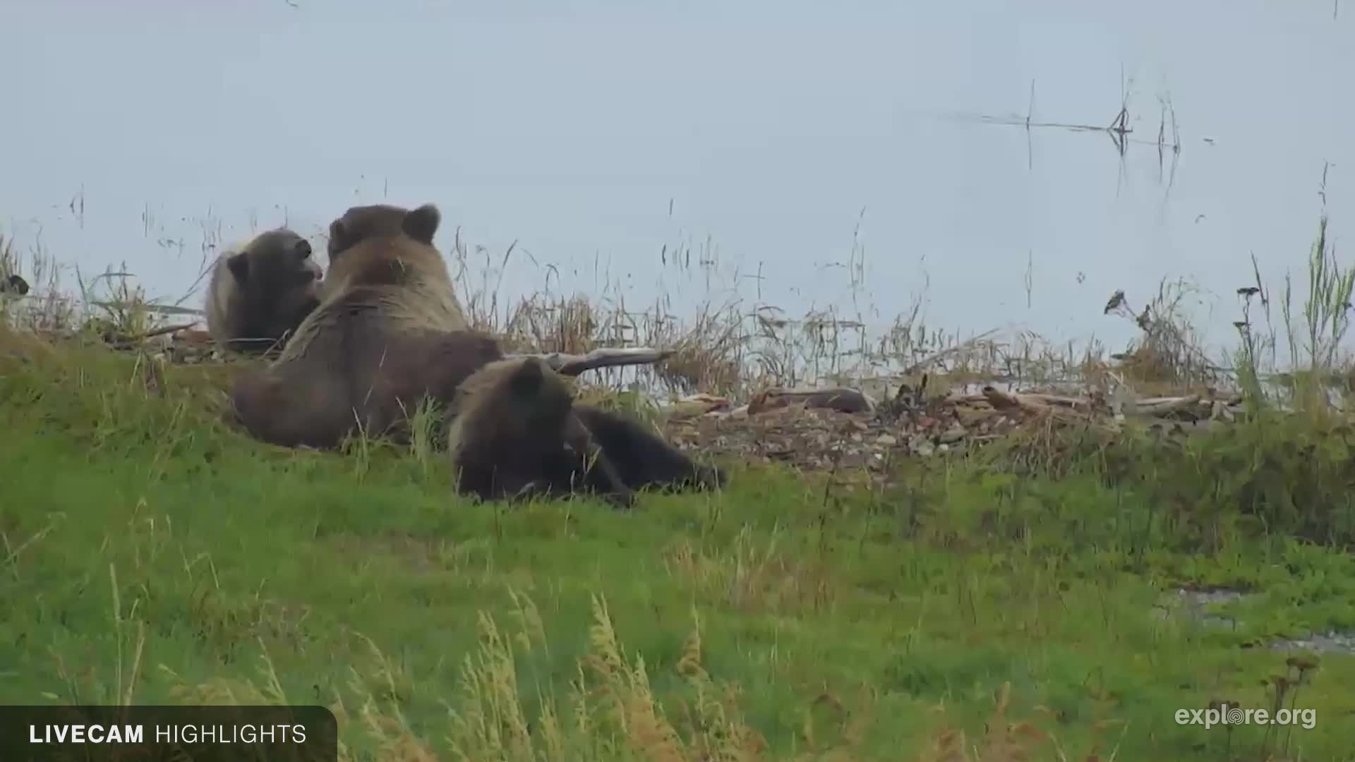 Bear Cam Snapshots
