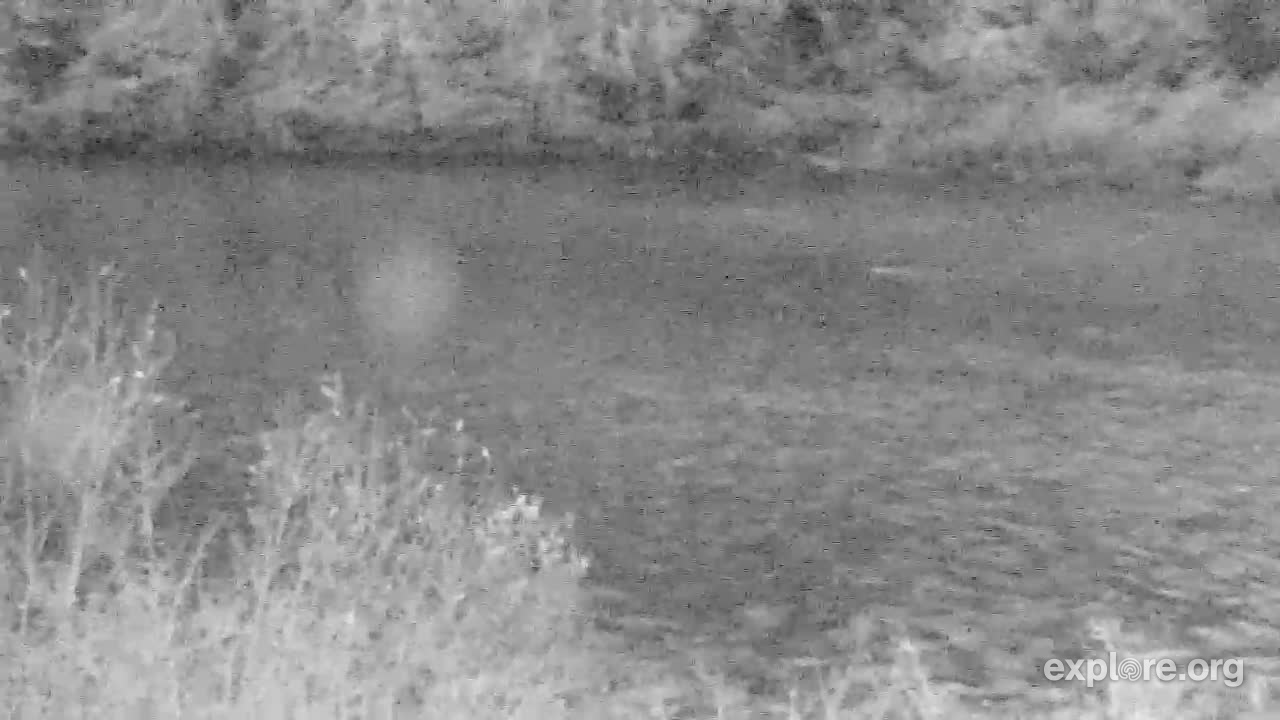 Redwood Forest River Snapshots