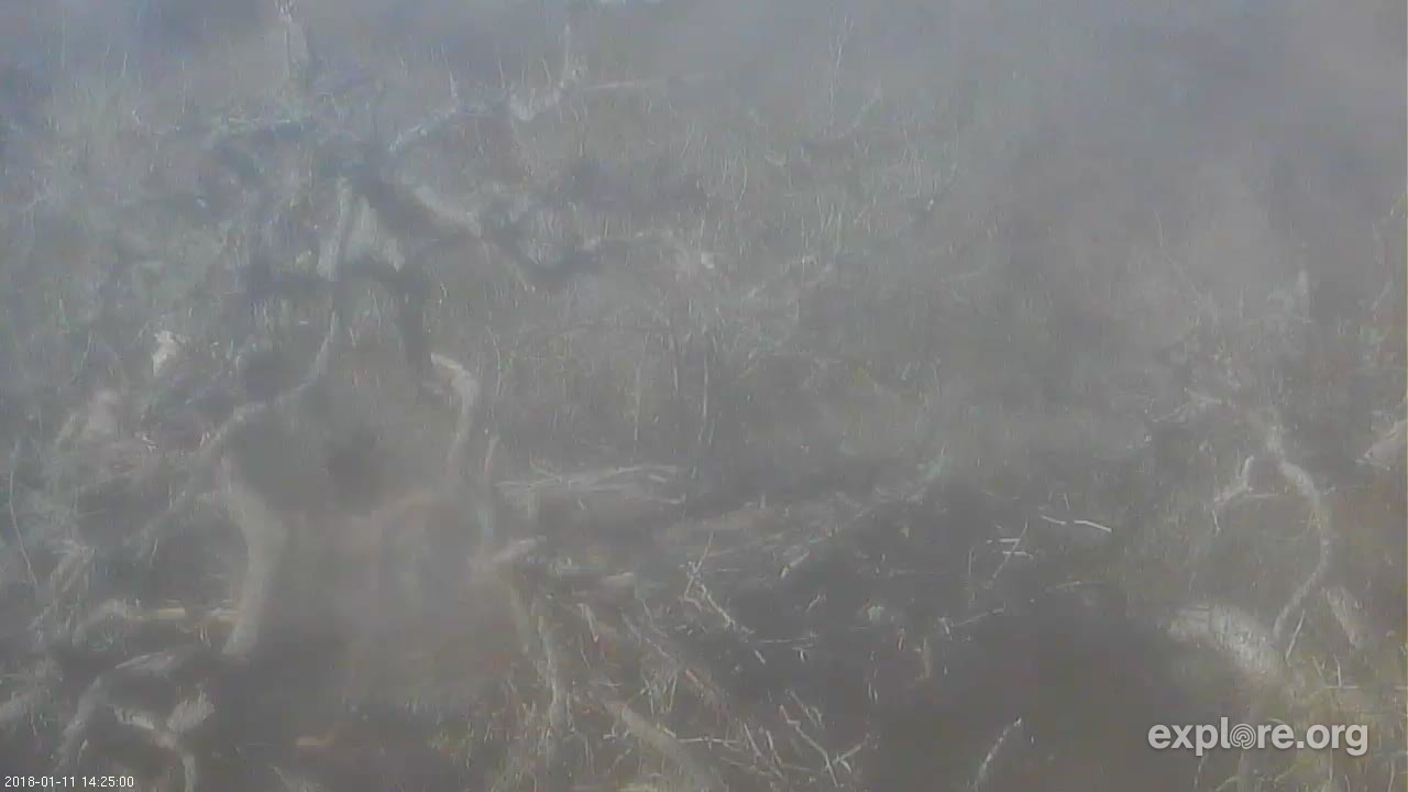 Fraser Point Bald Eagle Snapshots Explore Org