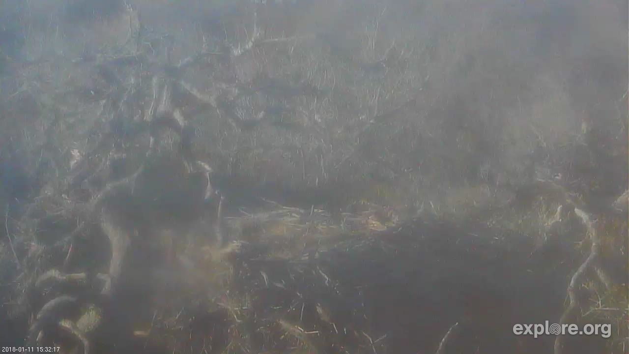 Fraser Point Bald Eagle Snapshots