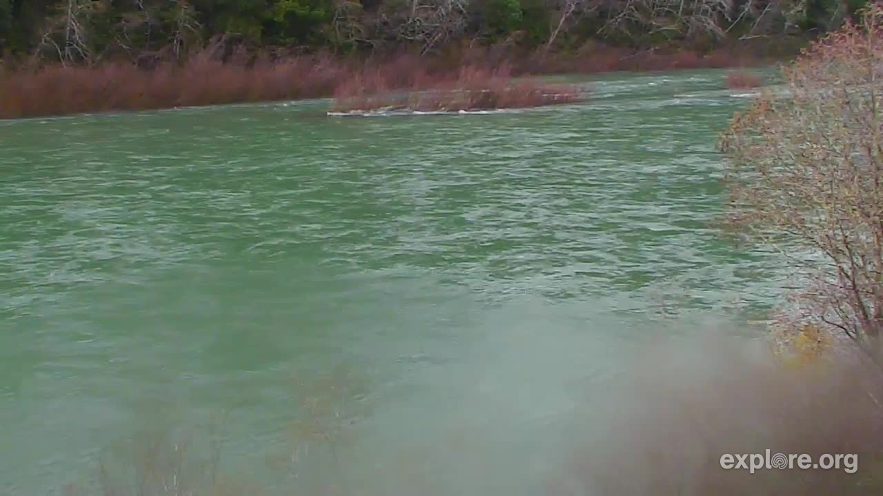 Redwood Forest River Snapshots