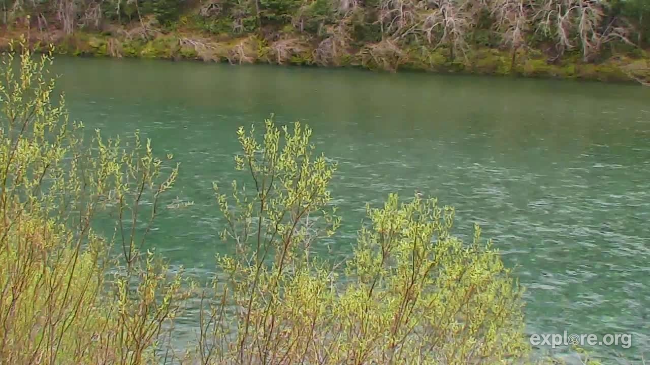 Redwood Forest River Snapshots