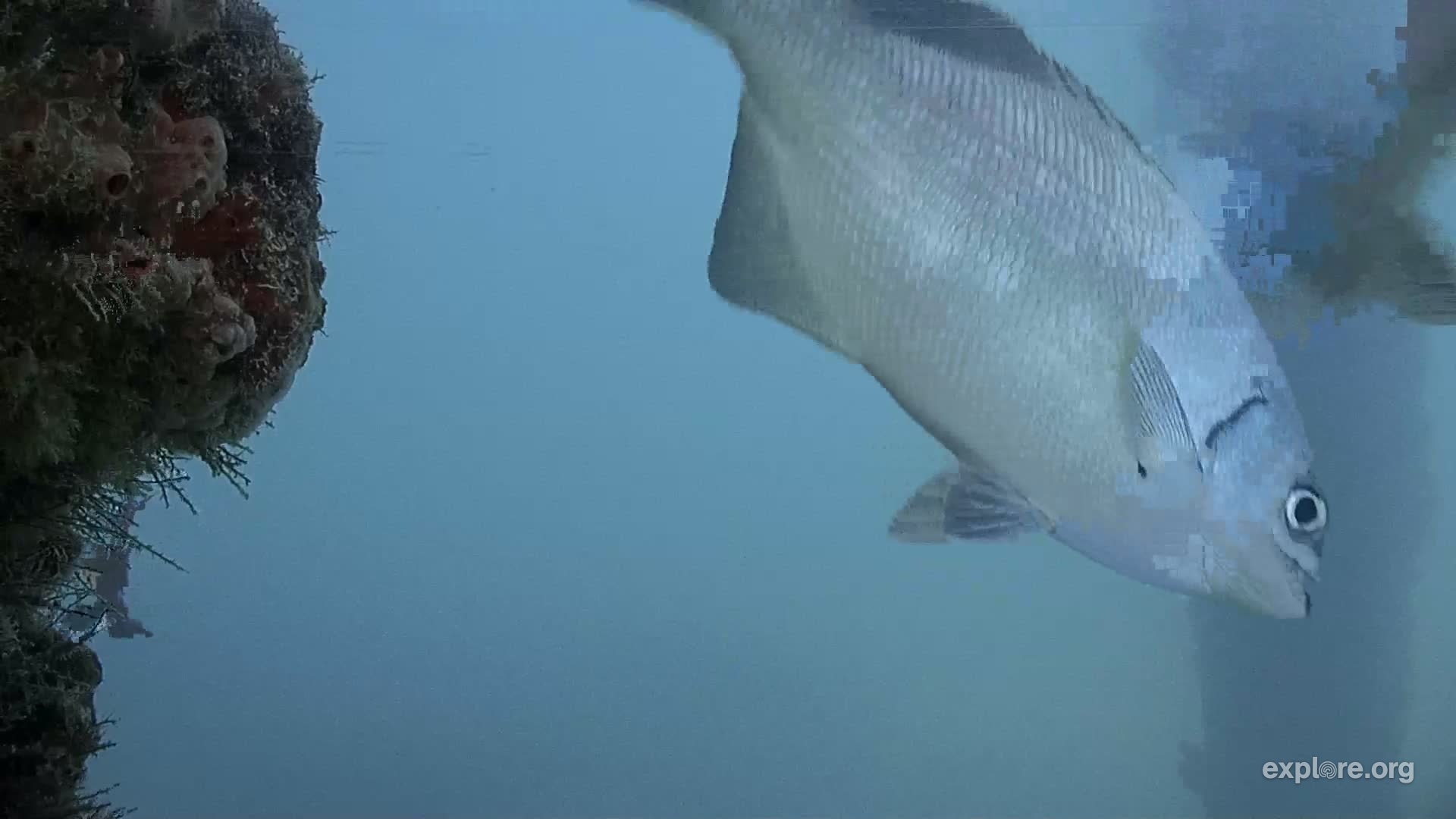 Deerfield Underwater Cam Snapshots