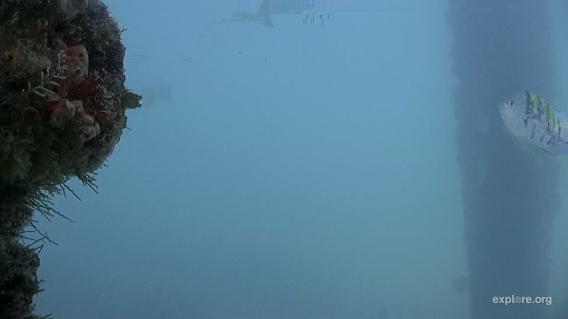 Deerfield Underwater Cam Snapshots