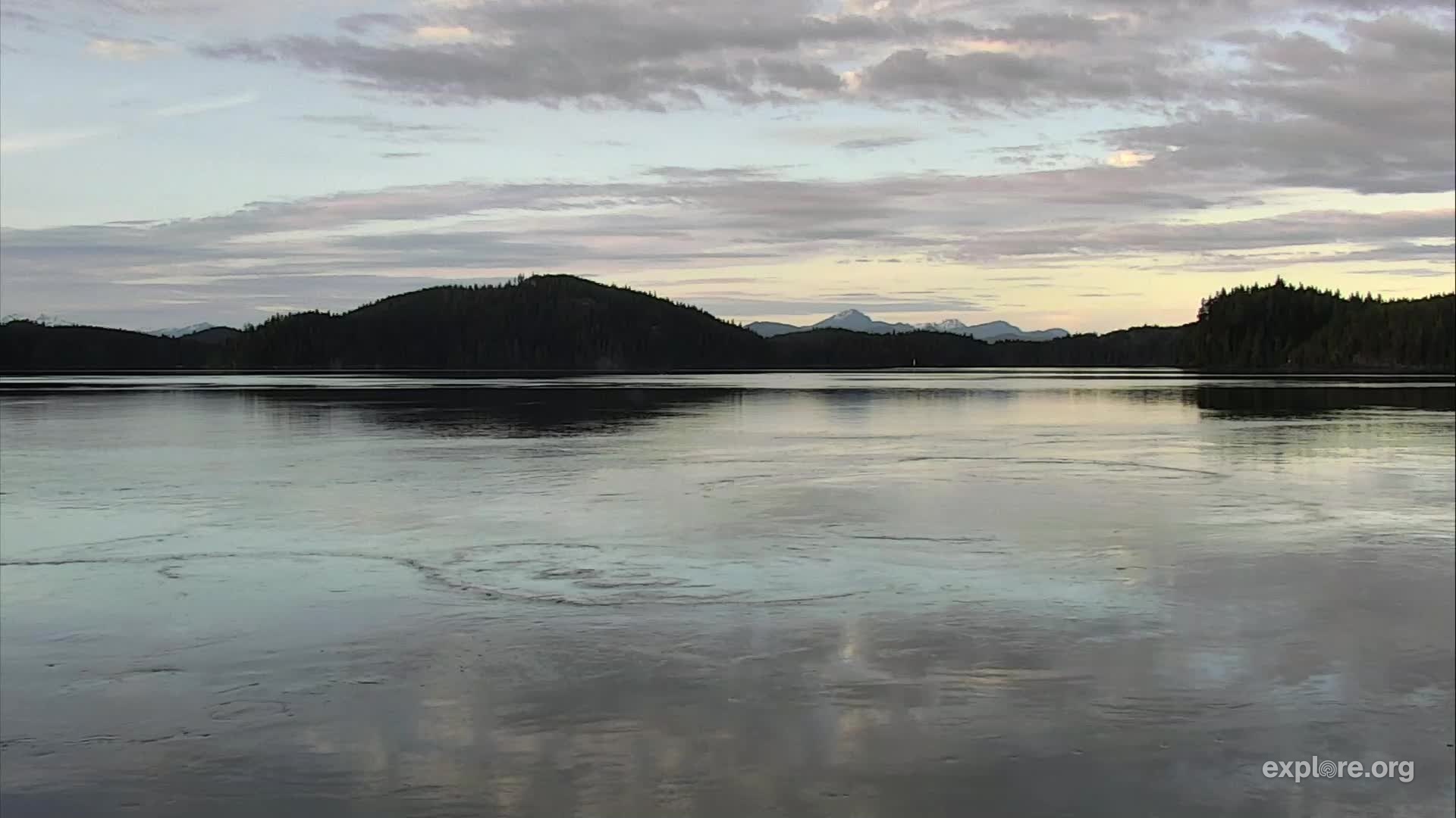 Sea Lion Beach at OrcaLab Snapshots