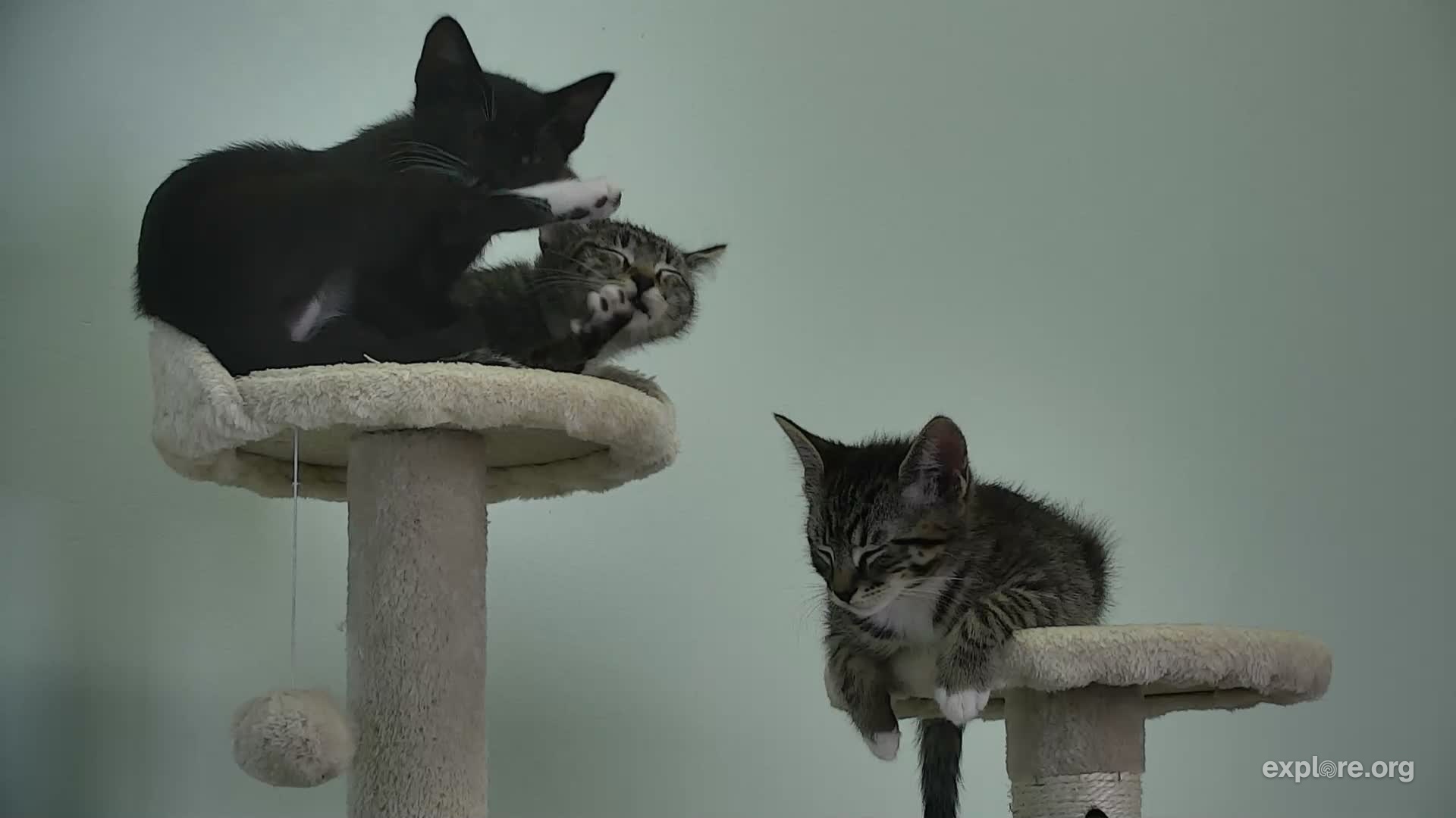 explore kitten cam