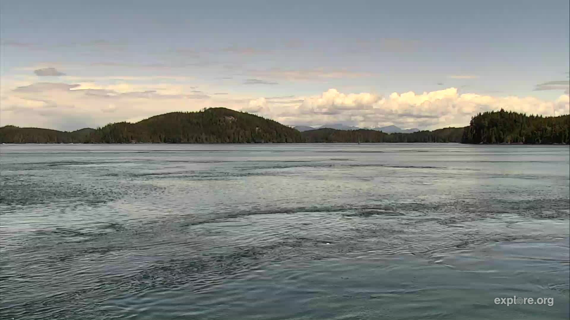 Sea Lion Beach at OrcaLab Snapshots