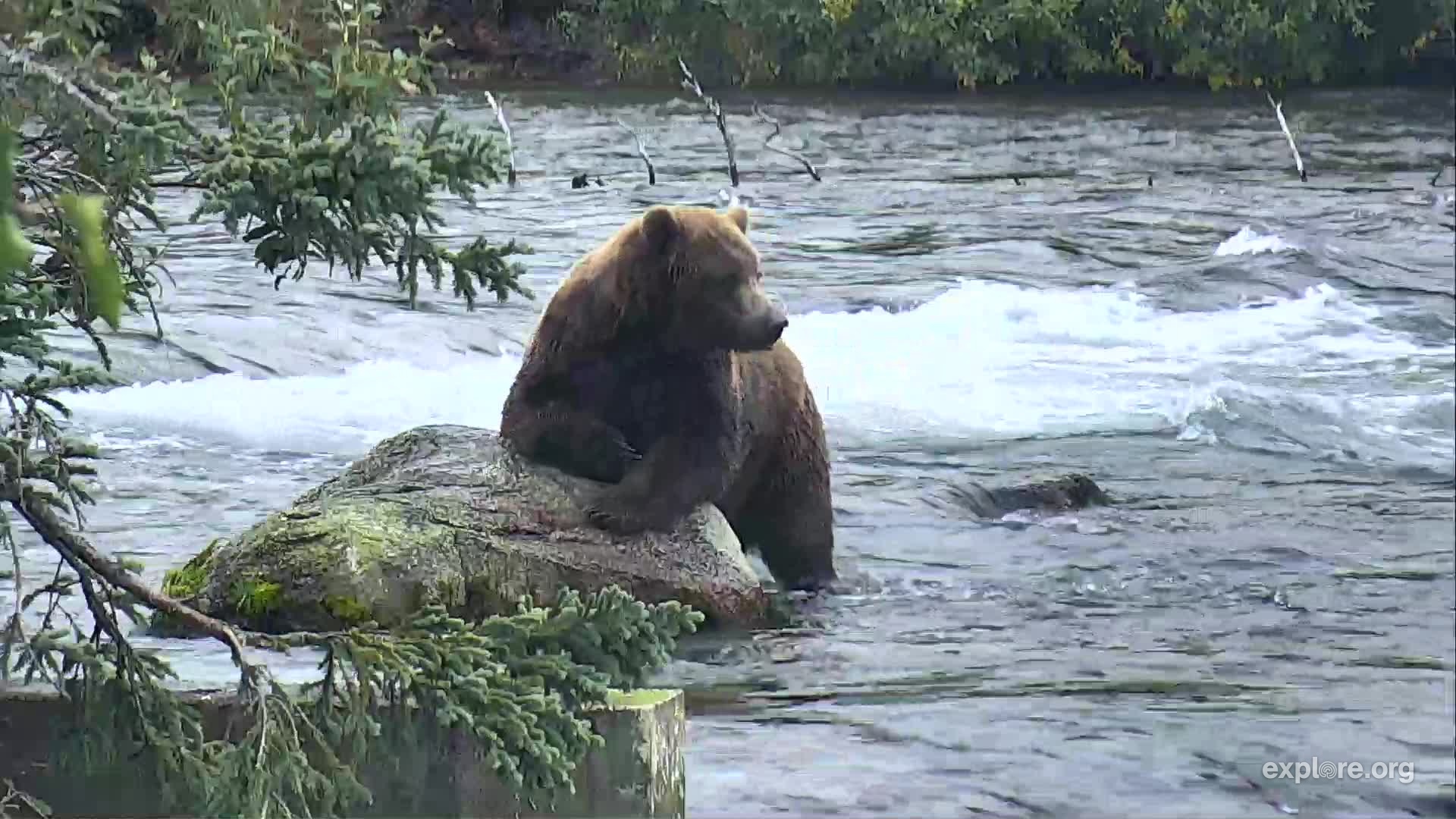 Brooks Falls Brown Bears Snapshot taken by beakie beakie | Explore.org