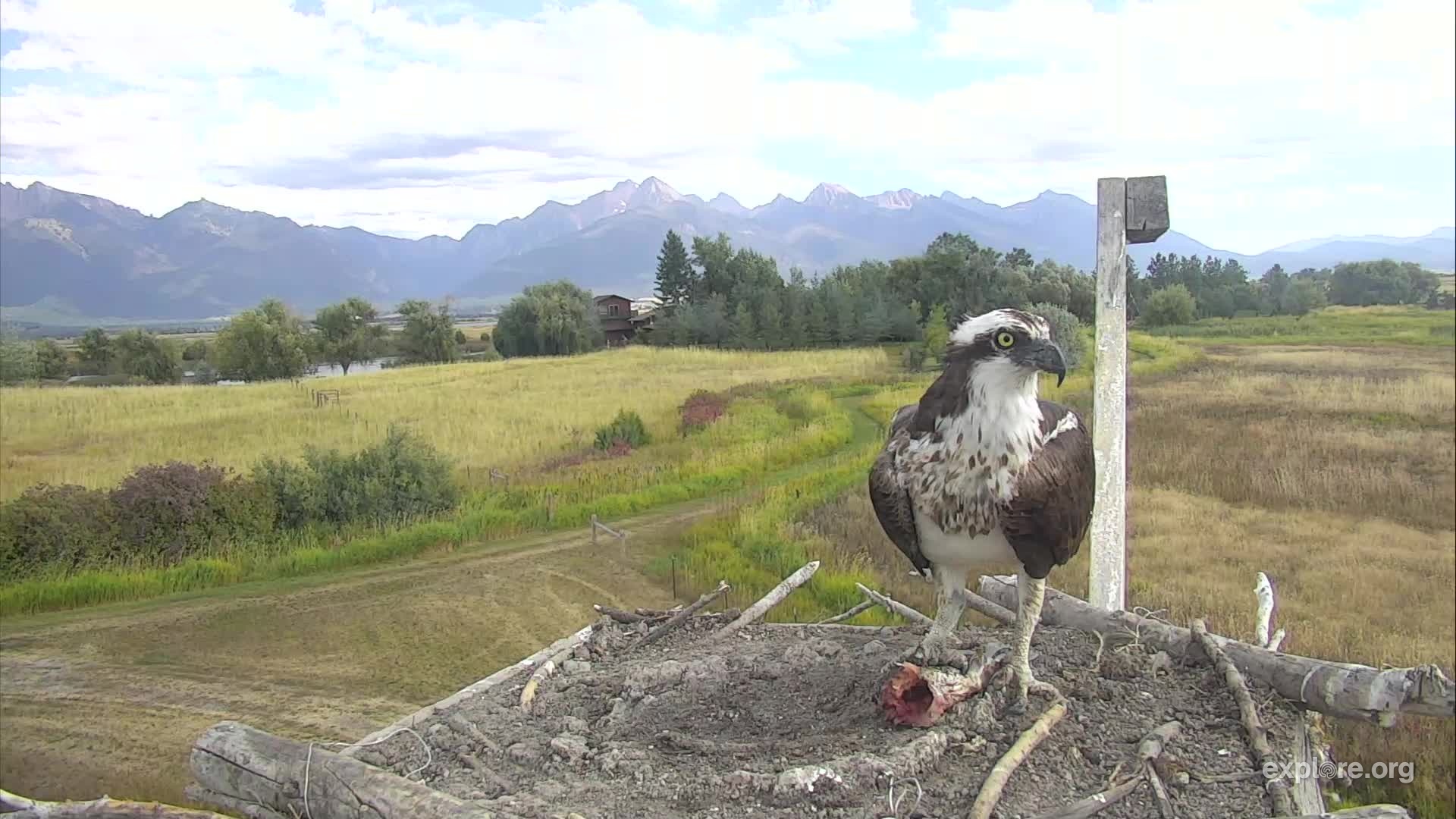 osprey nest charlo montana