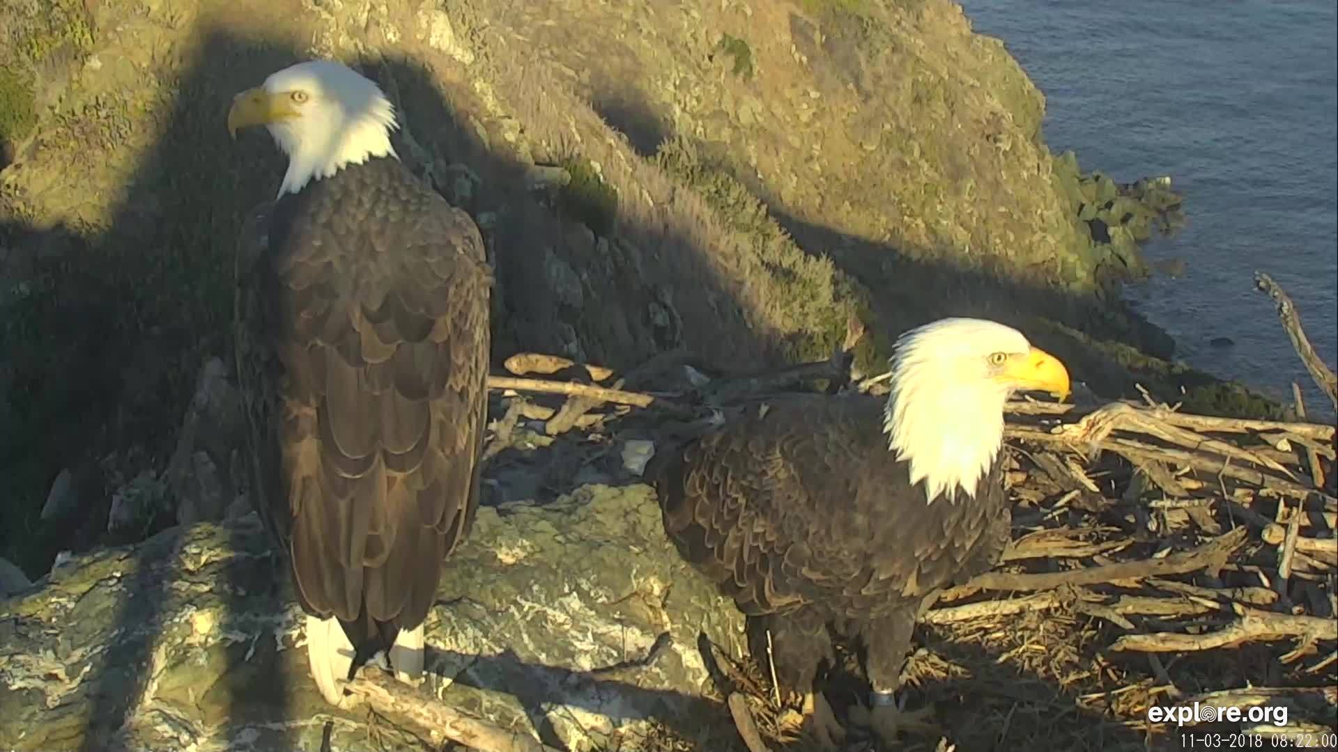 West End Bald Eagle Cam Snapshot taken by KathyDaly | Explore.org
