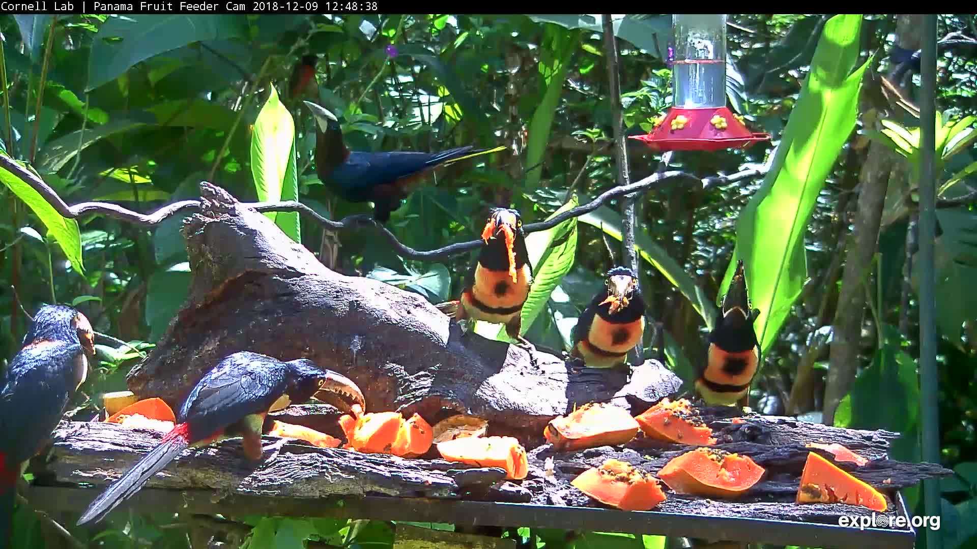Panama Fruit Feeder Cam At Canopy Lodge Snapshot Taken By