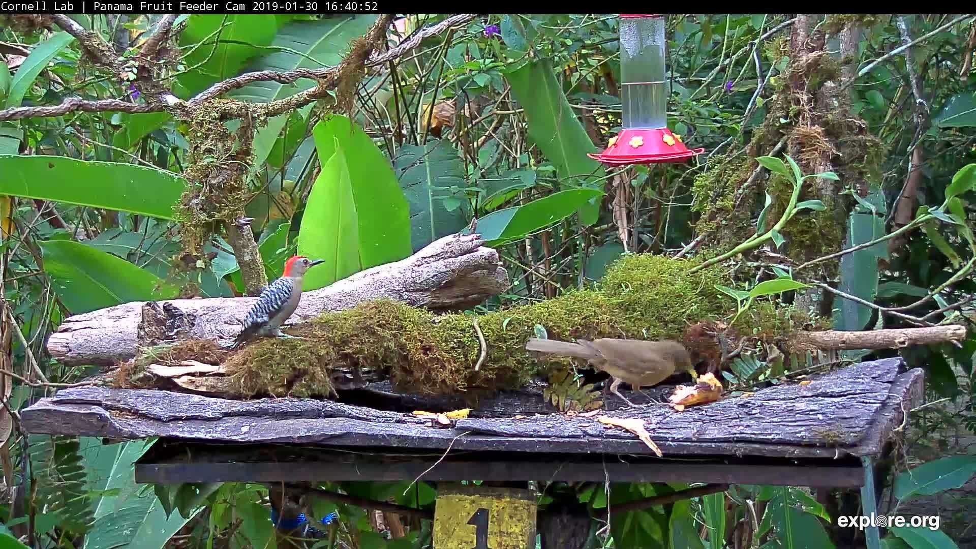 Panama Fruit Feeder Cam at Canopy Lodge Snapshot taken by KathyDaly