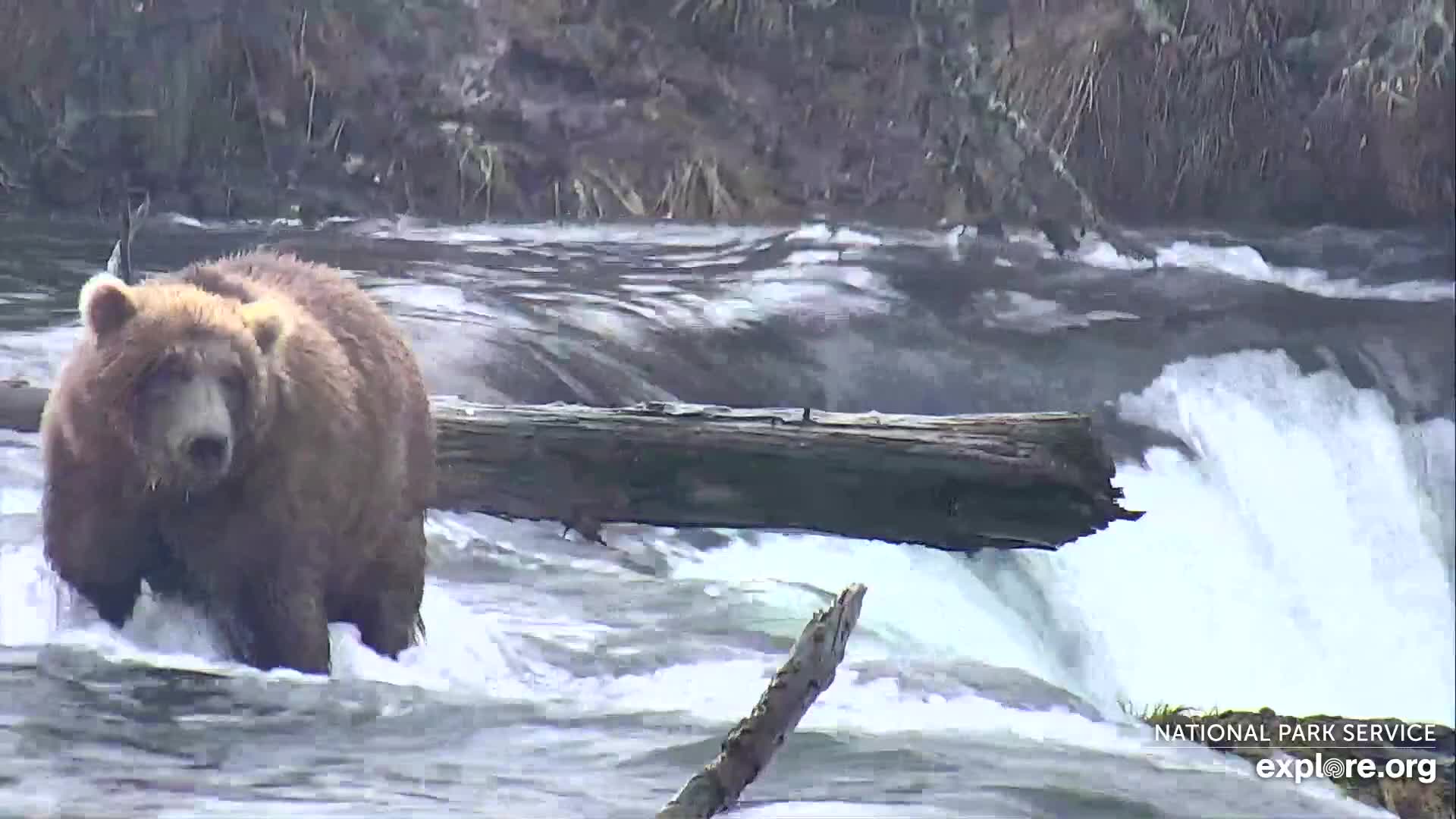 Brooks Falls Brown Bears Snapshot taken by Jopaws | Explore.org