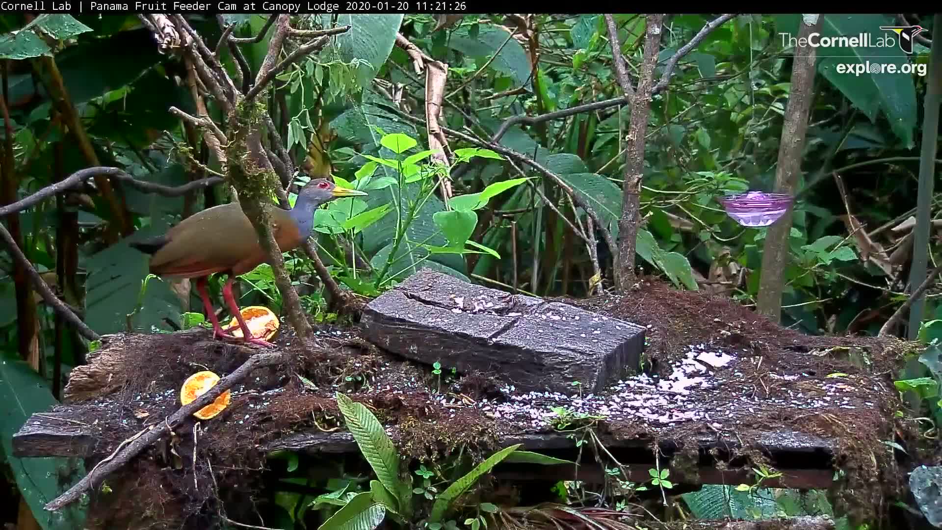 Panama Fruit Feeder Cam At Canopy Lodge Snapshot Taken By