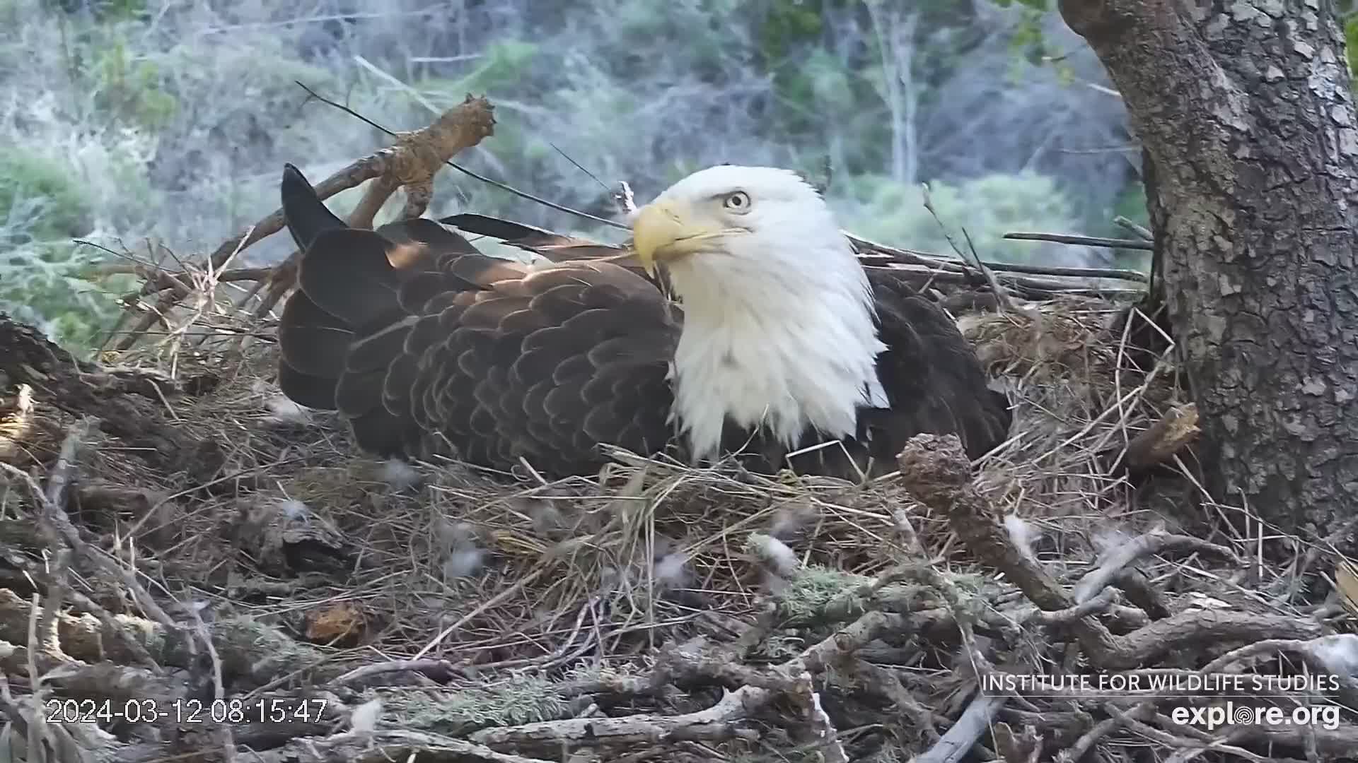 Fraser Point Bald Eagle Camera Santa Cruz Island California