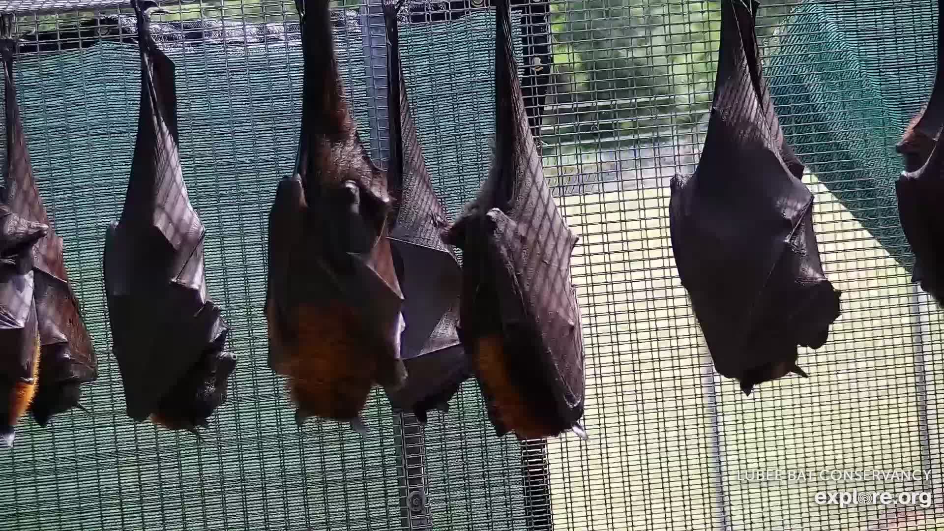 Calvin, the Malayan Flying Fox, is the largest bat at Lubee! He