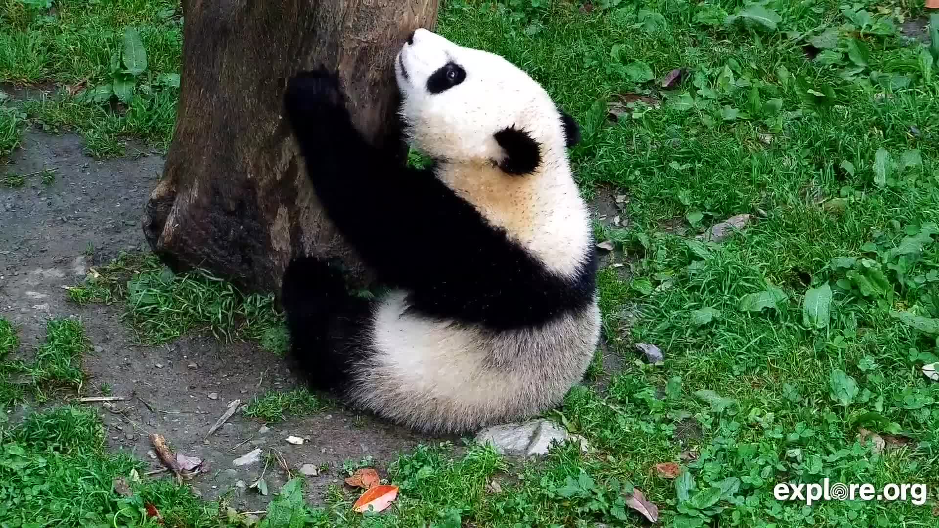 Giant Panda Cam - live stream from China | Explore.org