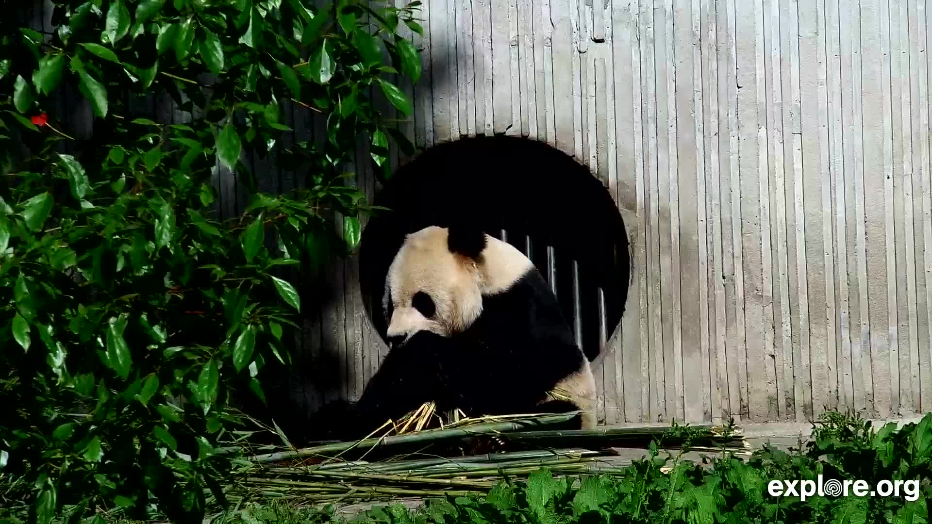 Giant Panda Cam - live stream from China | Explore.org