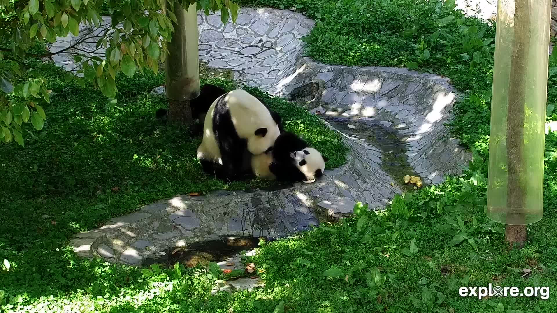 Giant Panda Cam - live stream from China | Explore.org