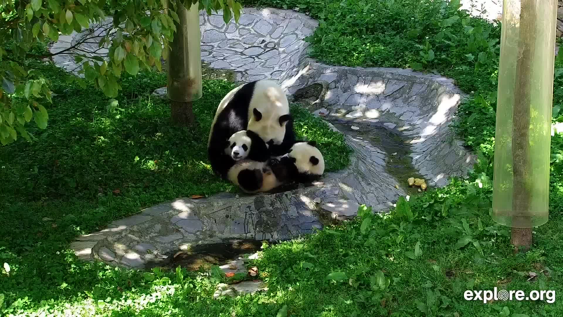 Giant Panda Cam - live stream from China | Explore.org