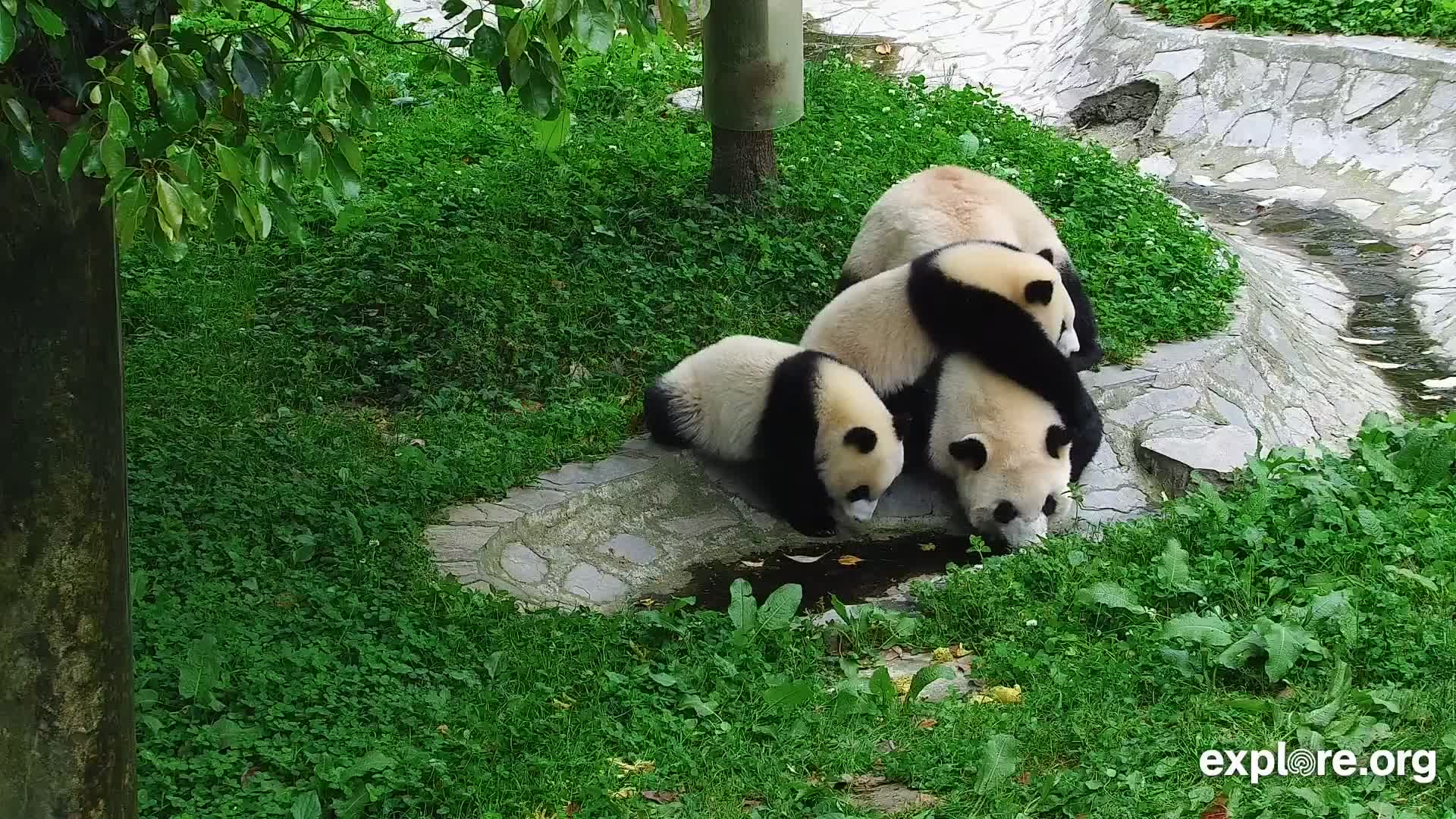 Giant Panda Cam - live stream from China | Explore.org