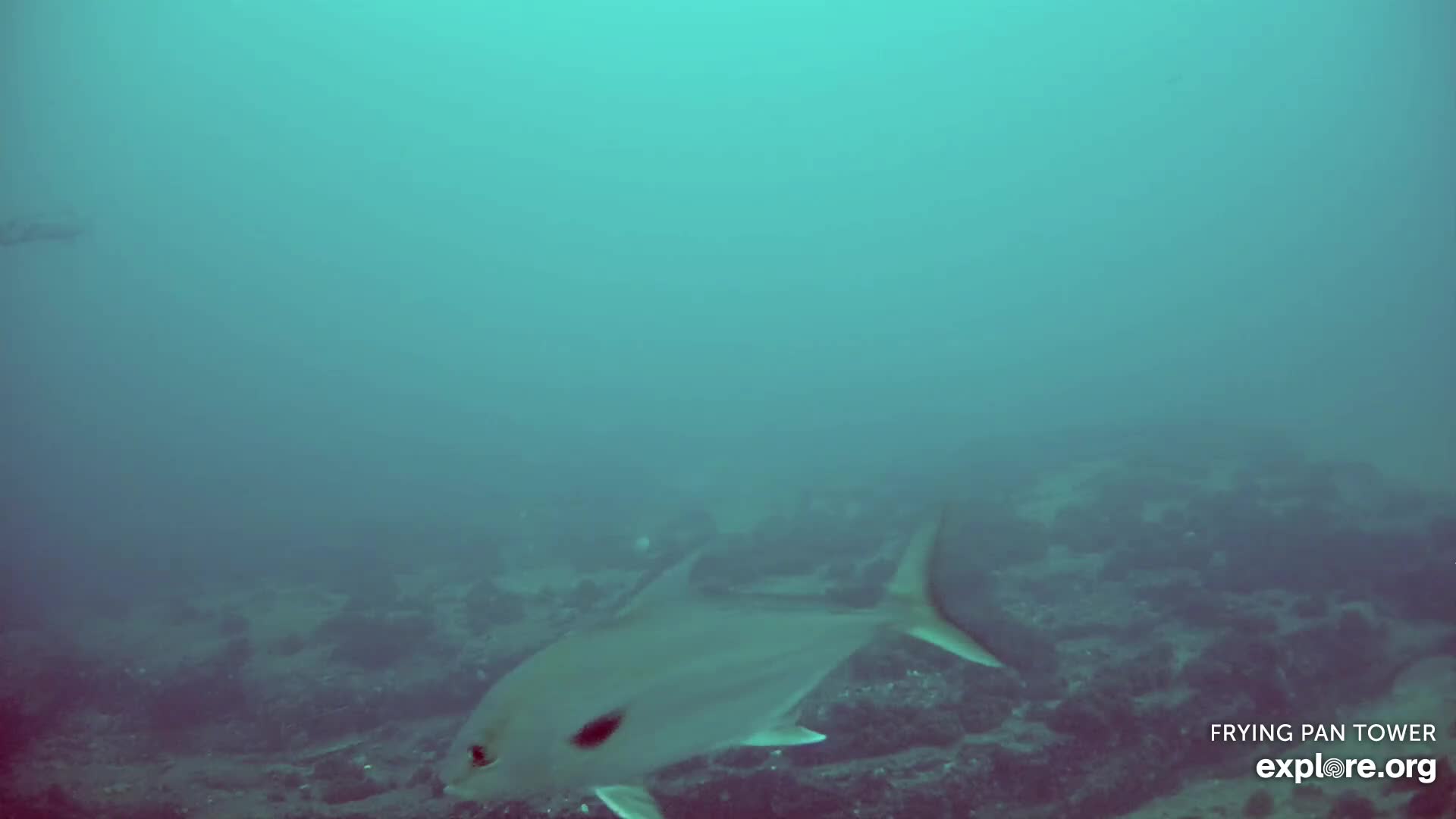 Shark Cam - Live underwater webcam of sharks | Explore.org