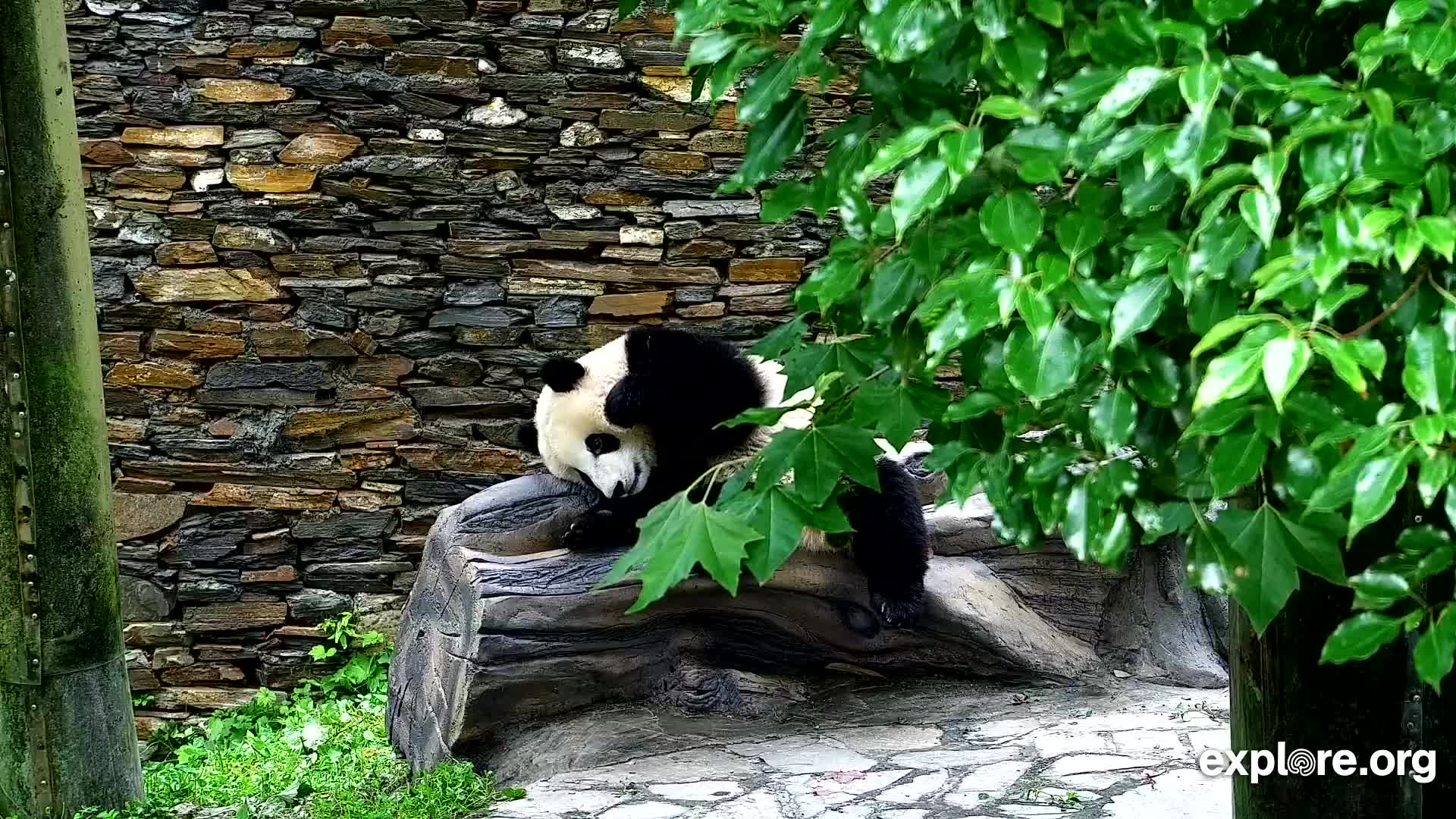 Giant Panda Cam - live stream from China | Explore.org