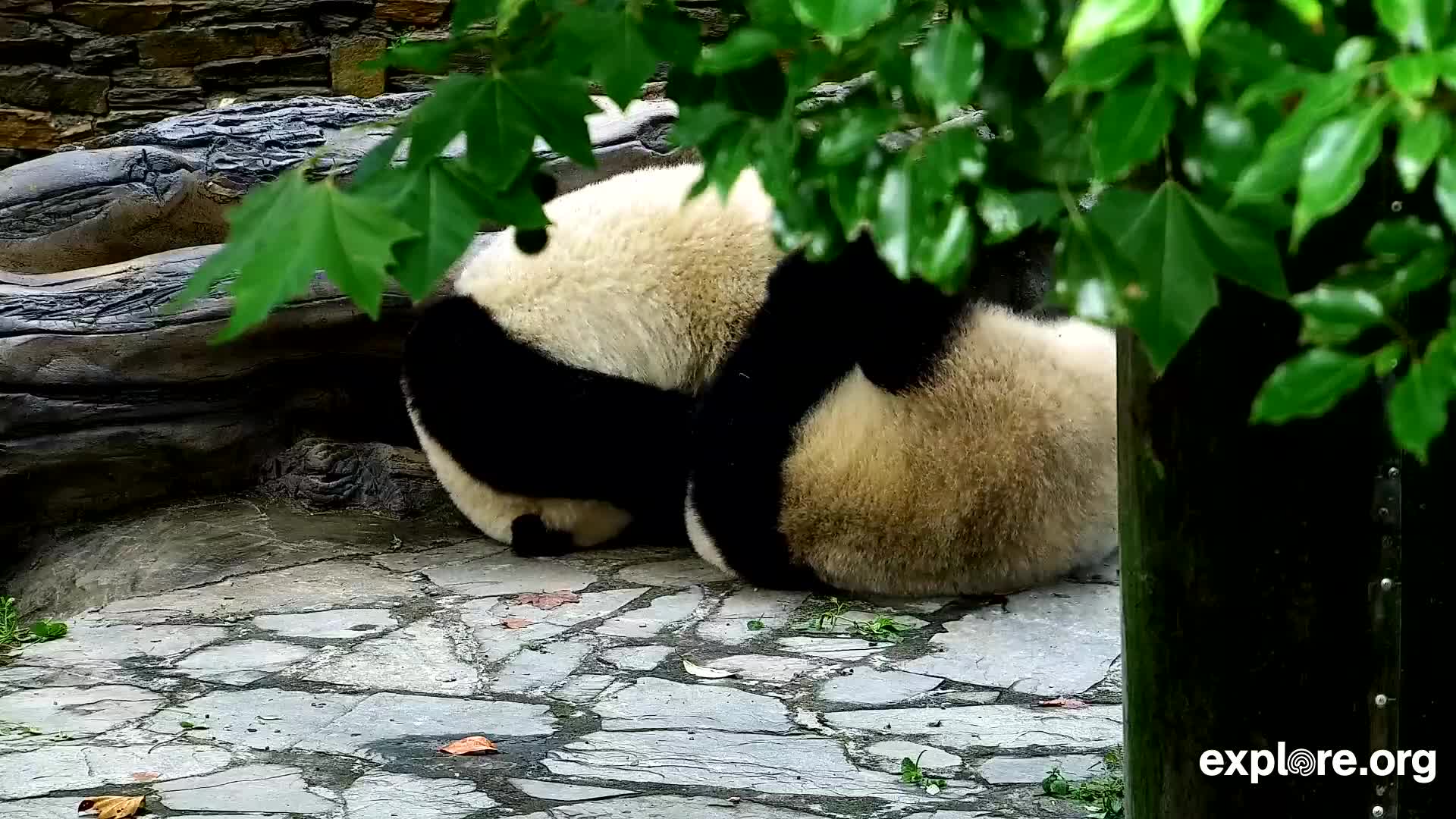 Giant Panda Cam - live stream from China | Explore.org