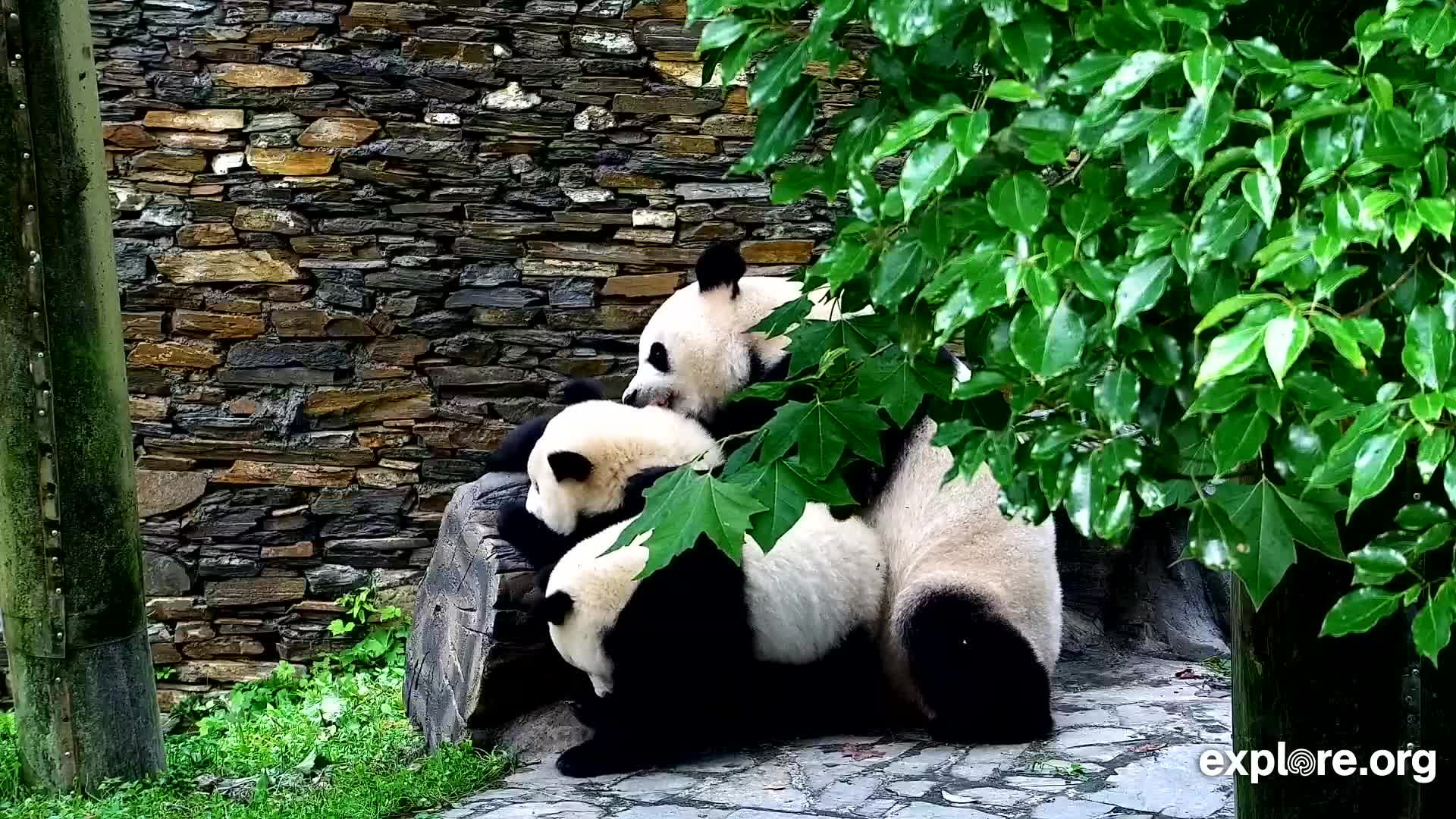 Giant Panda Cam - live stream from China | Explore.org