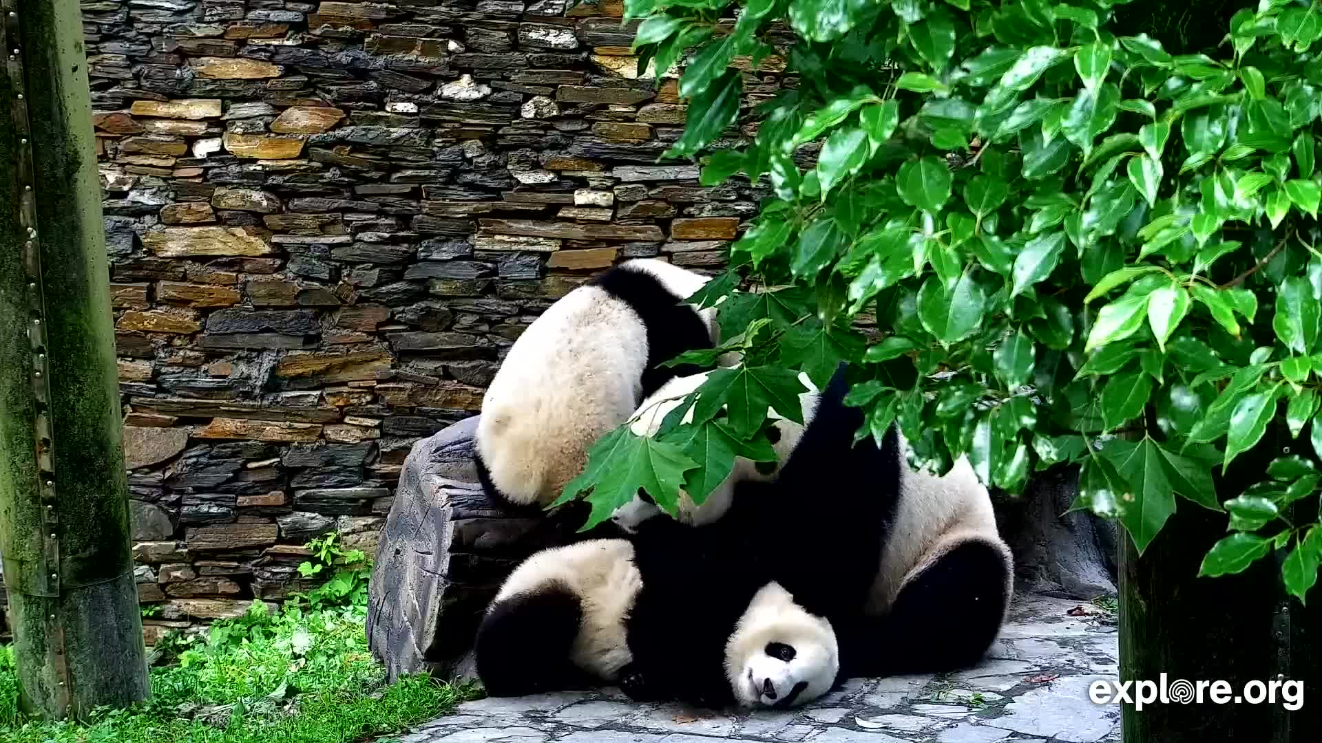 Giant Panda Cam - live stream from China | Explore.org