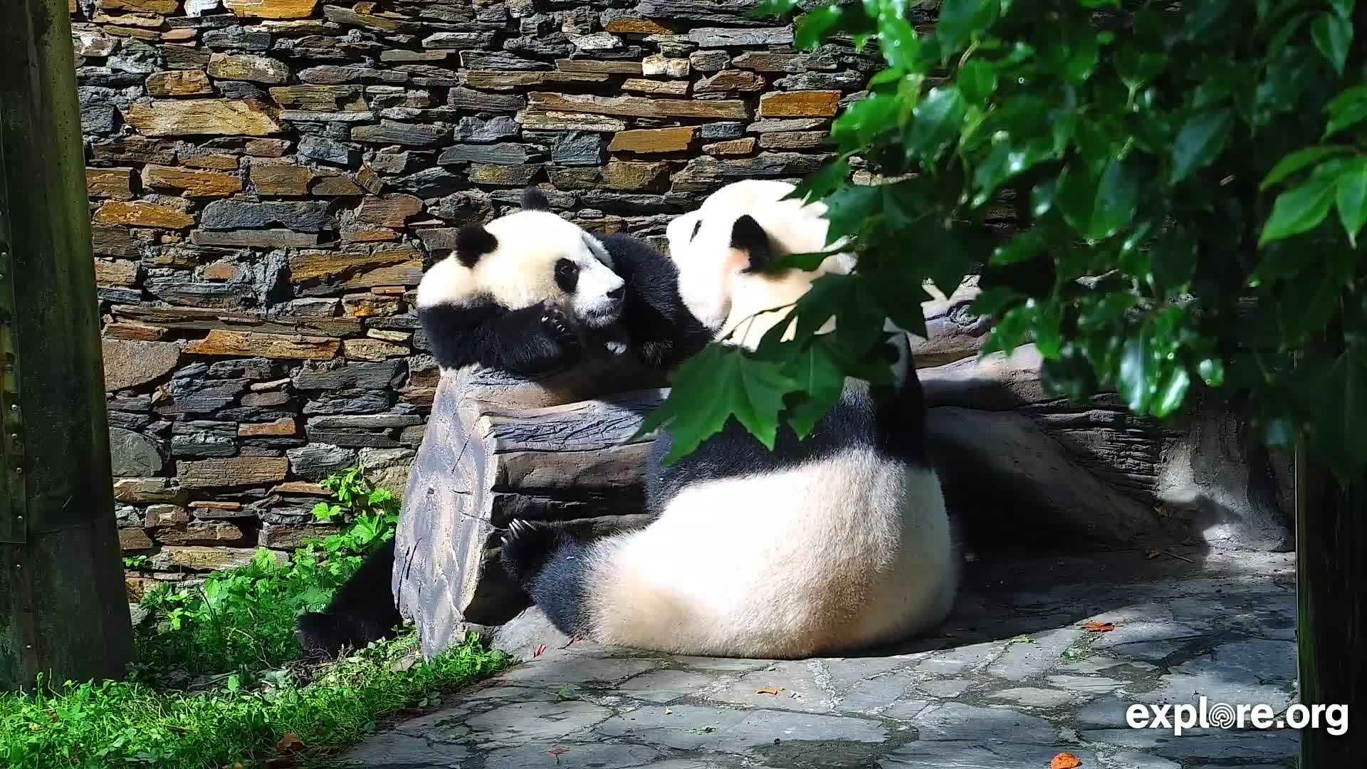 Giant Panda Cam - live stream from China | Explore.org