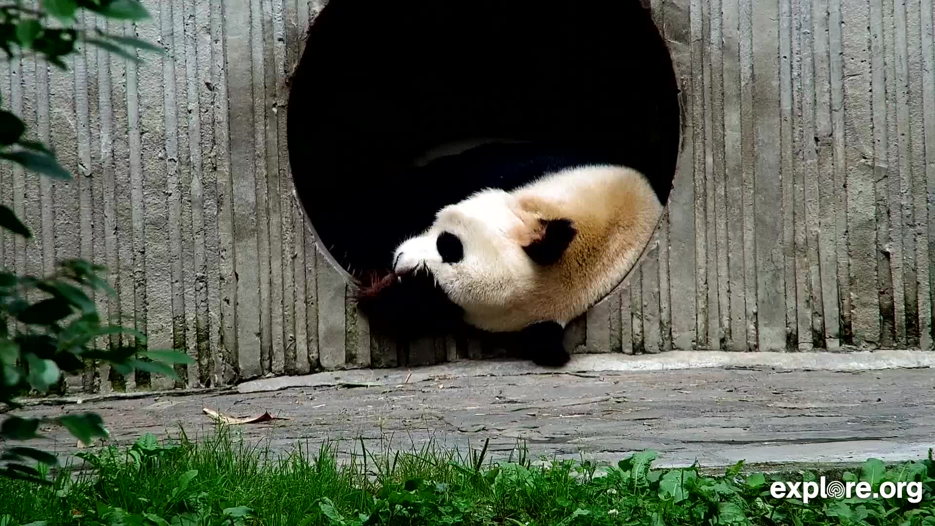 Giant Panda Cam - live stream from China | Explore.org