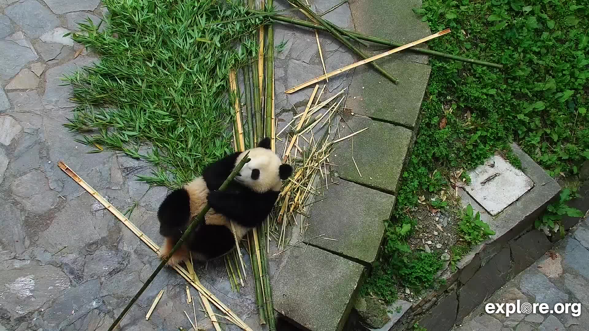 Giant Panda Cam - live stream from China | Explore.org