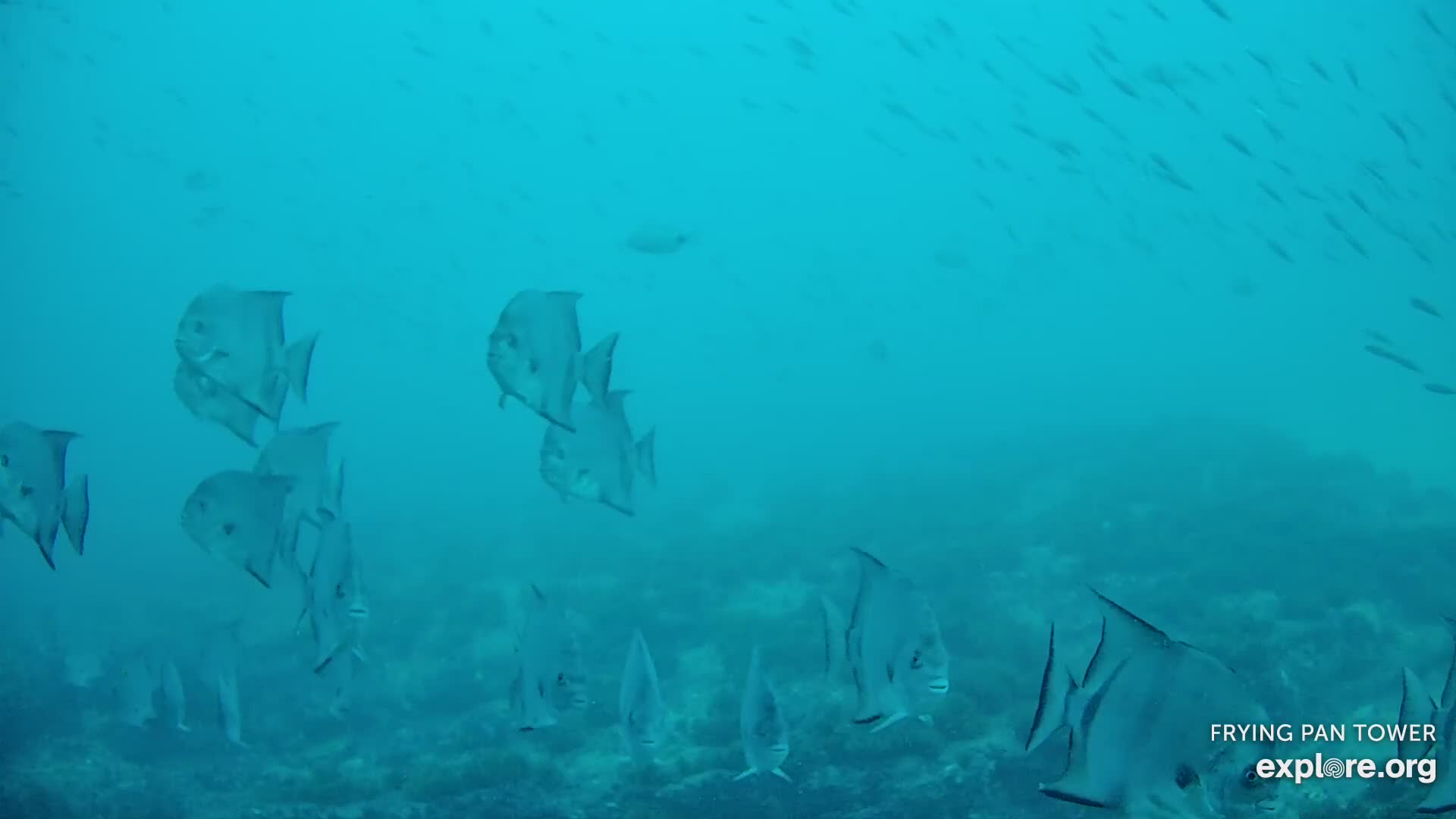 Shark Cam - Live underwater webcam of sharks | Explore.org