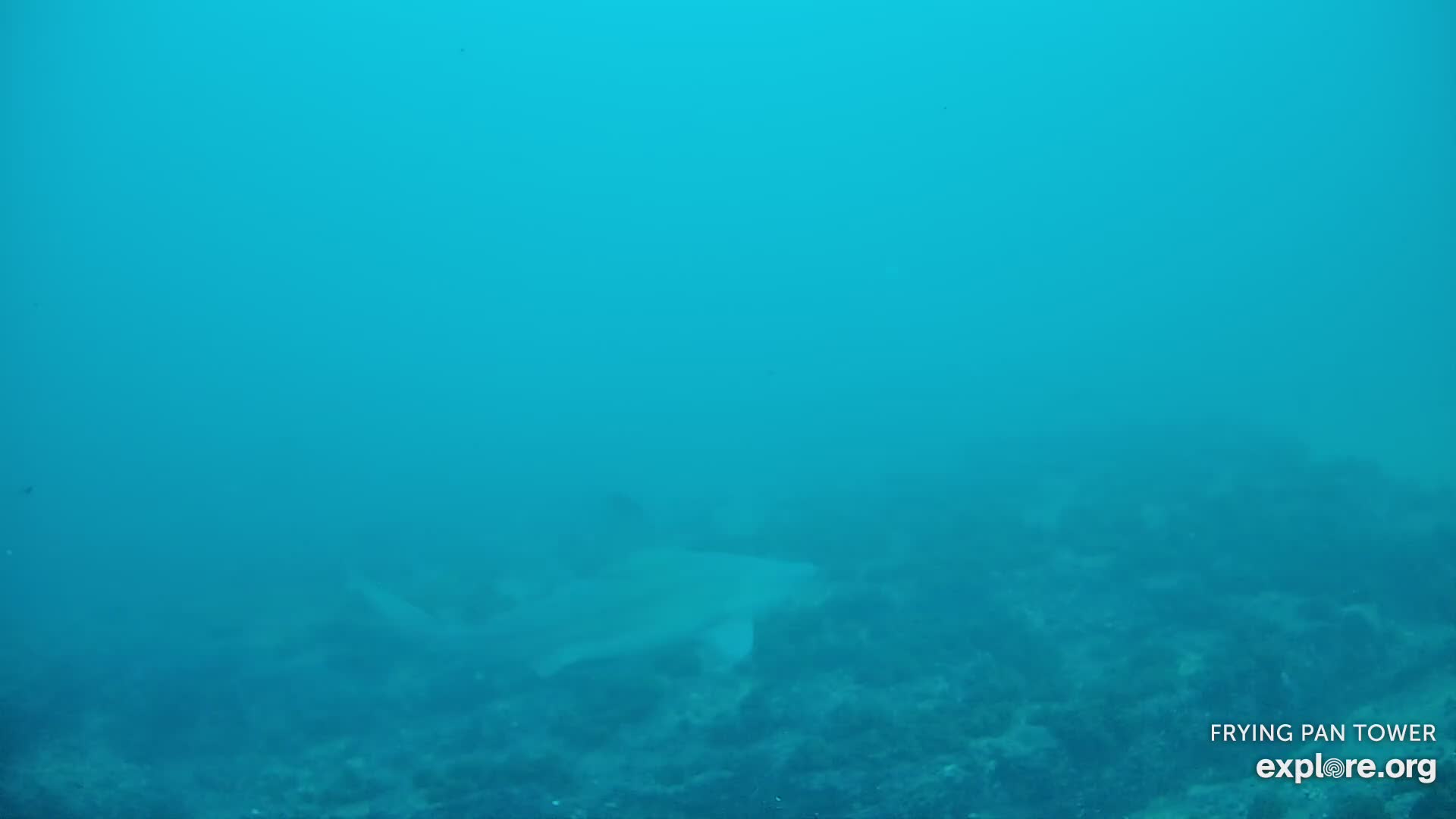 Shark Cam - Live underwater webcam of sharks | Explore.org