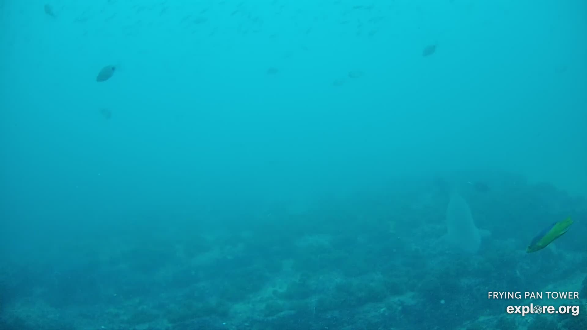 Shark Cam - Live underwater webcam of sharks | Explore.org