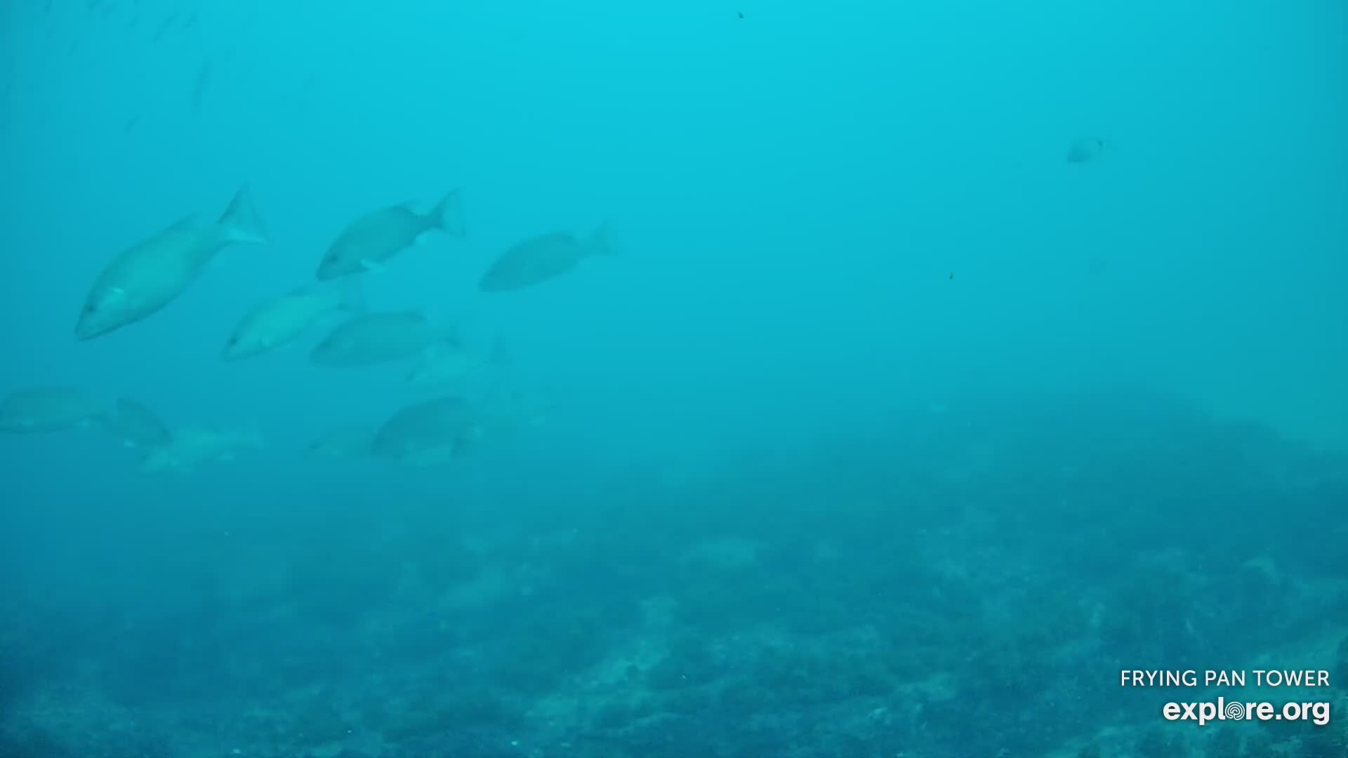 Shark Cam - Live underwater webcam of sharks | Explore.org