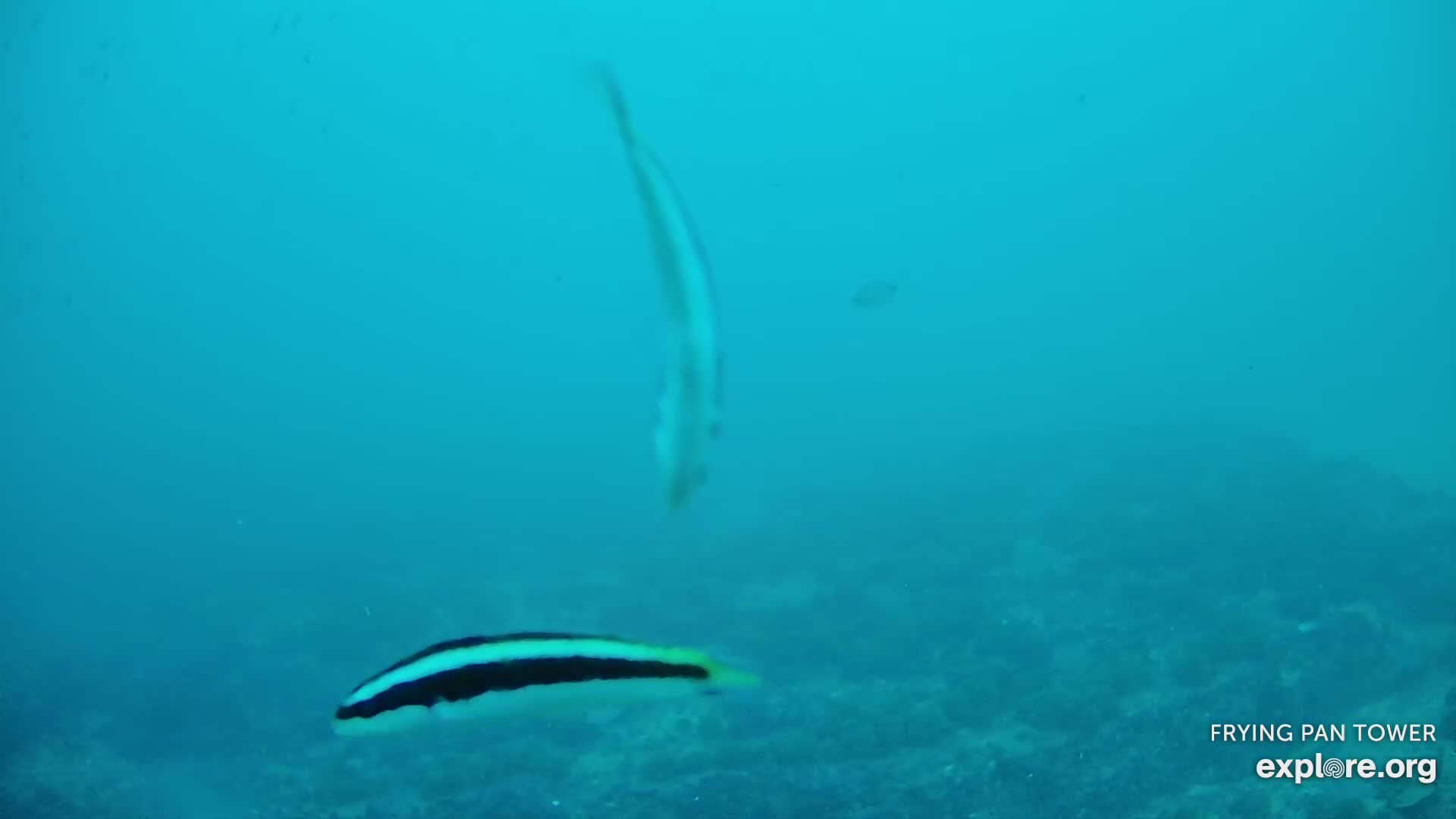 Shark Cam - Live underwater webcam of sharks | Explore.org