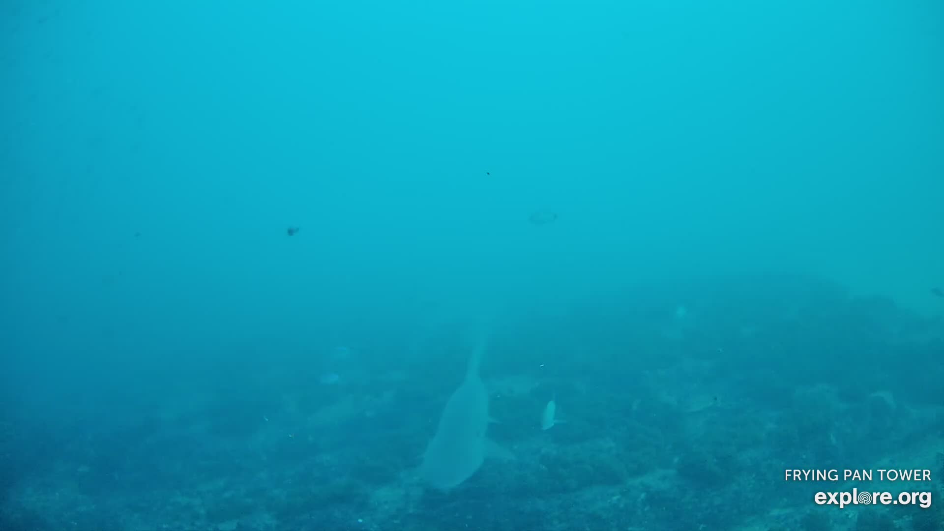 Shark Cam - Live underwater webcam of sharks | Explore.org