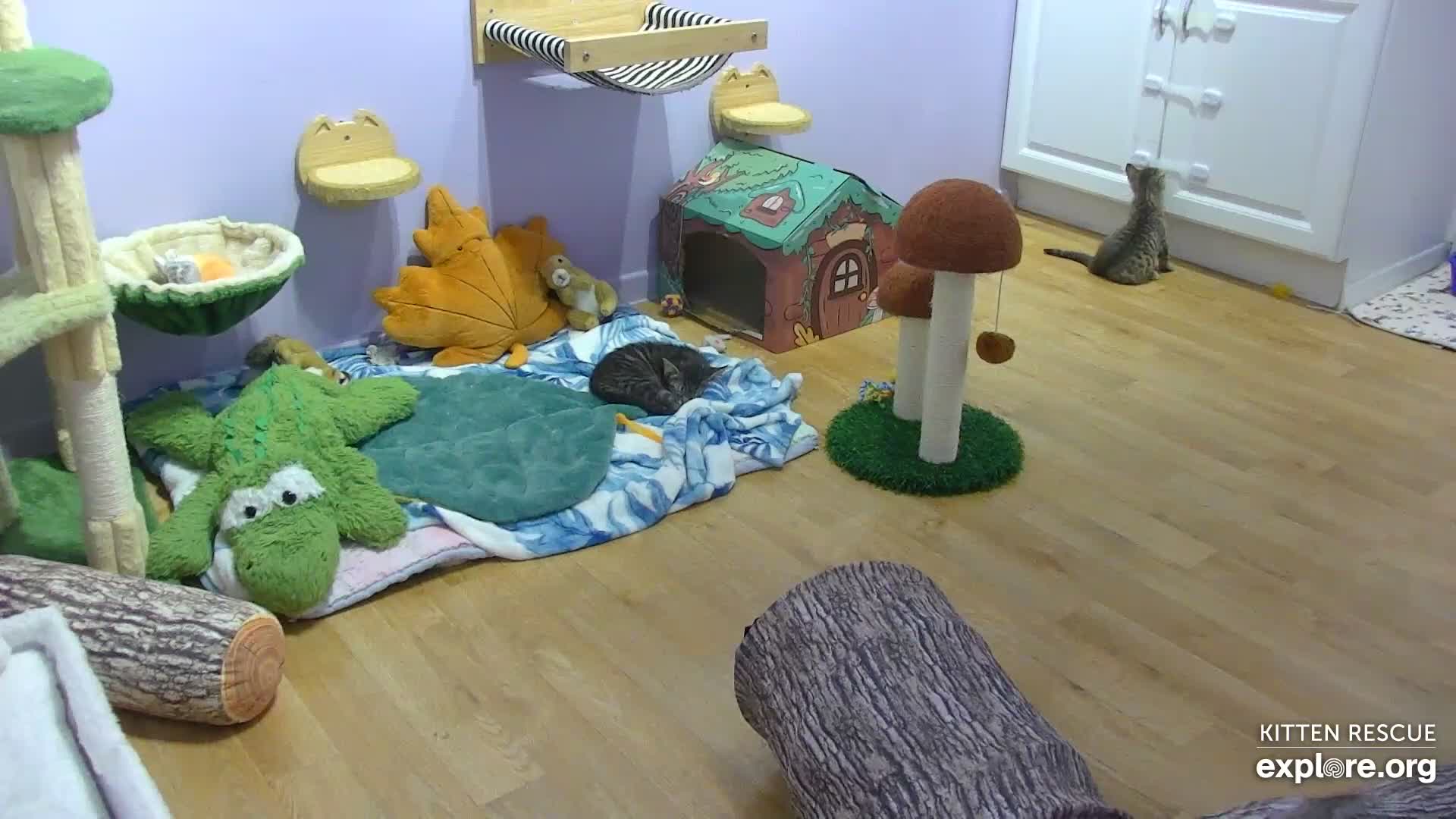 camkitten Kitten Rescue Cam - live video, pictures of cute kittens | Explore
