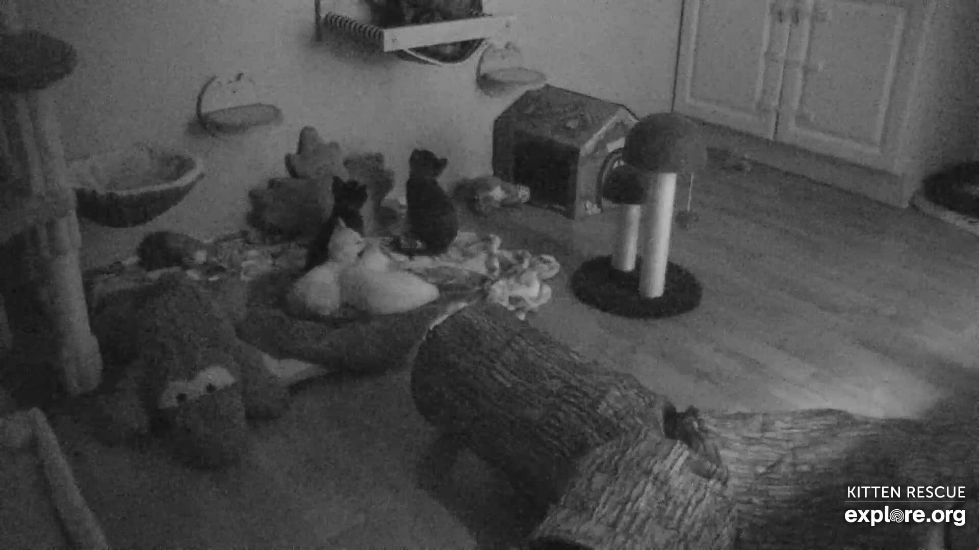 camkitten Kitten Rescue Cam - live video, pictures of cute kittens | Explore