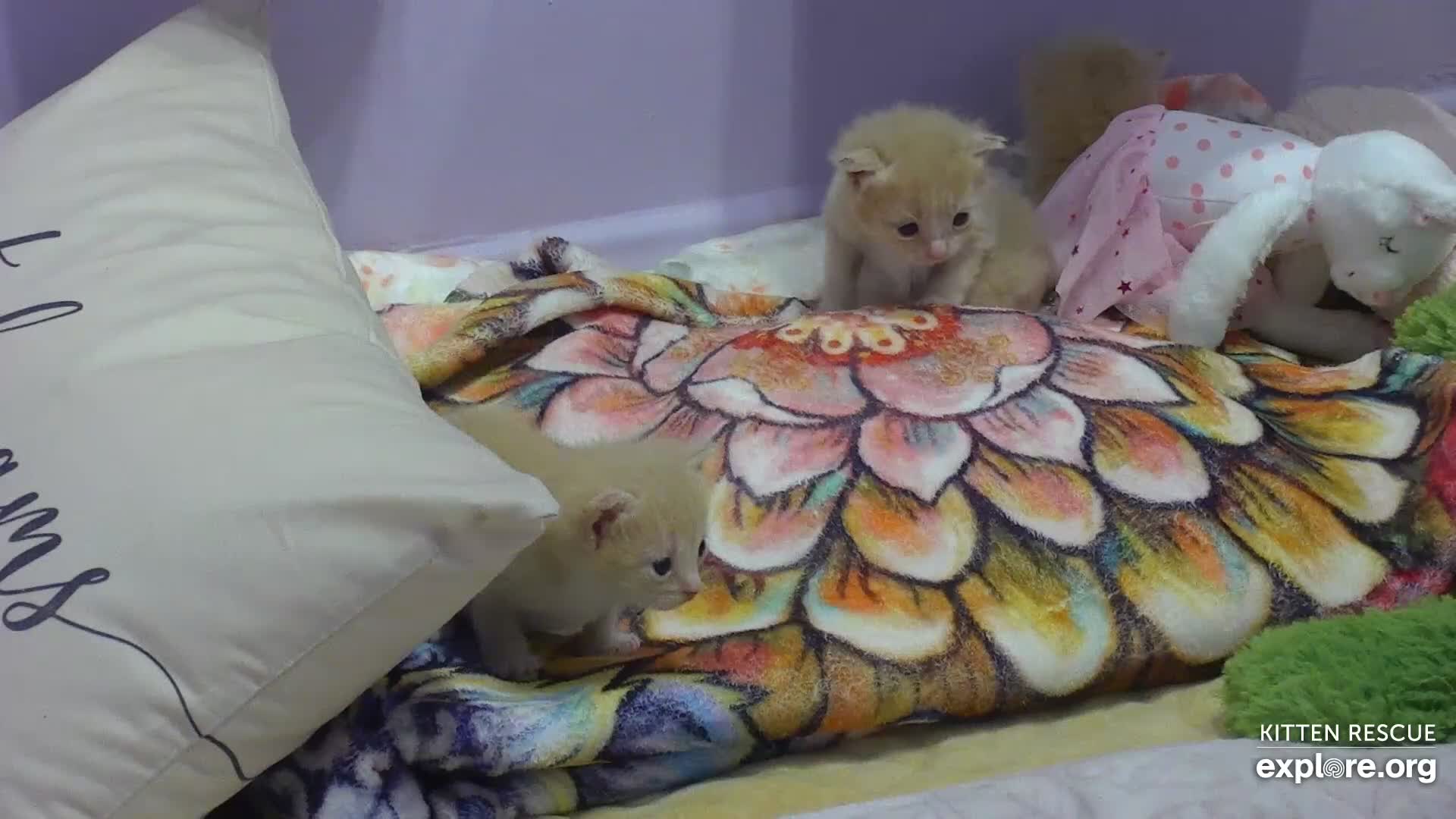Camkittys img e Kitten Rescue Cam - live video, pictures of cute kittens | Explore
