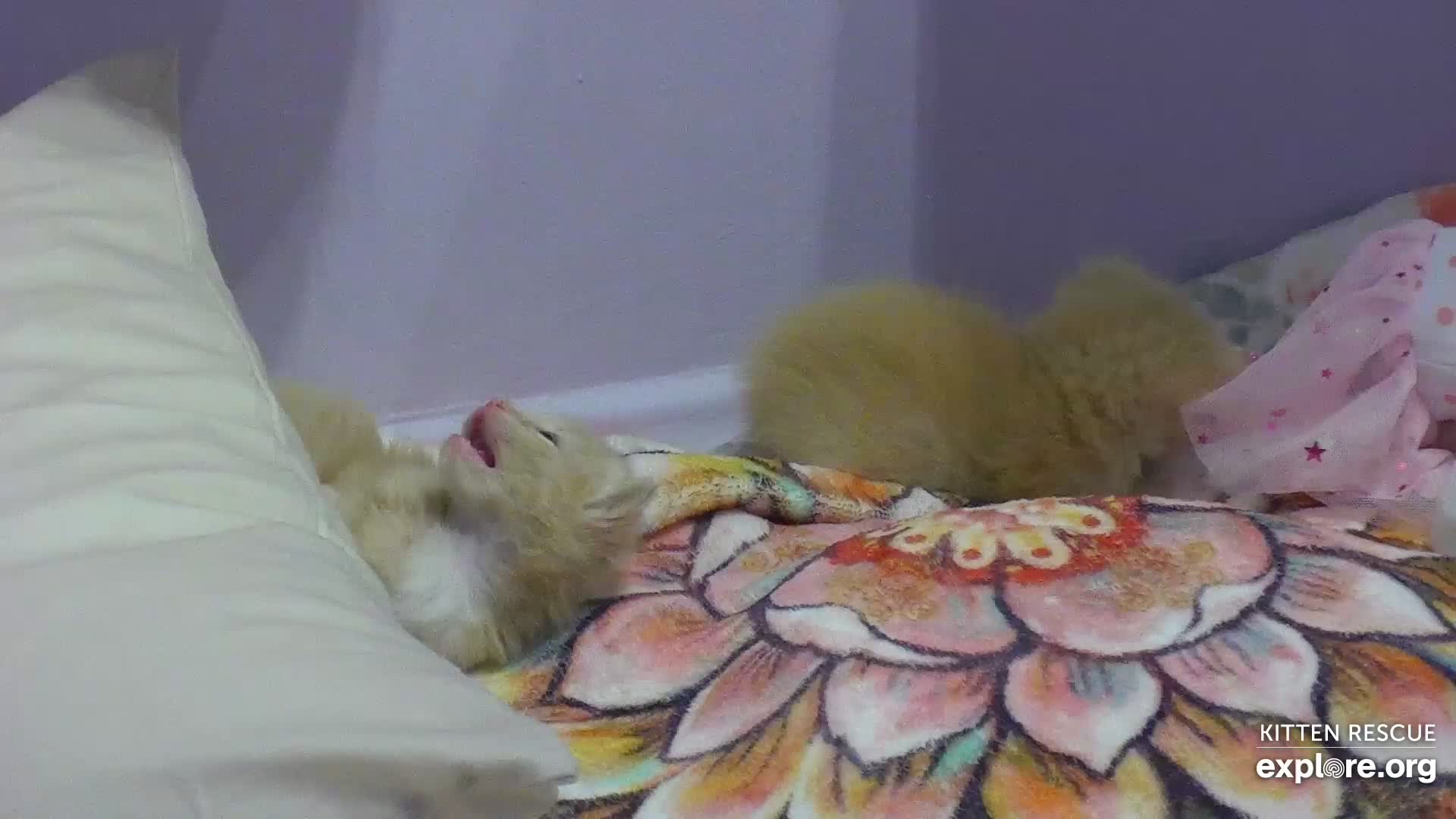 Camkittys img e Kitten Rescue Cam - live video, pictures of cute kittens | Explore