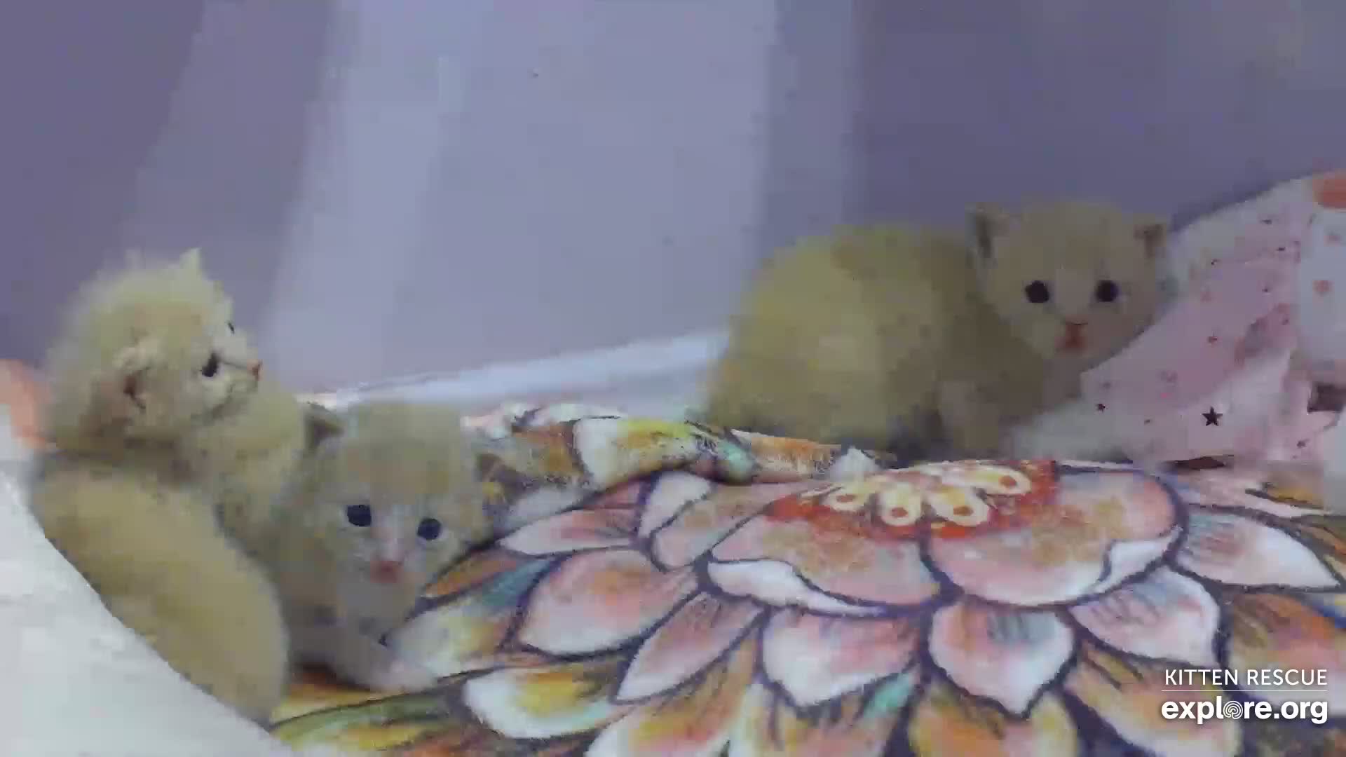 Camkittys img e 