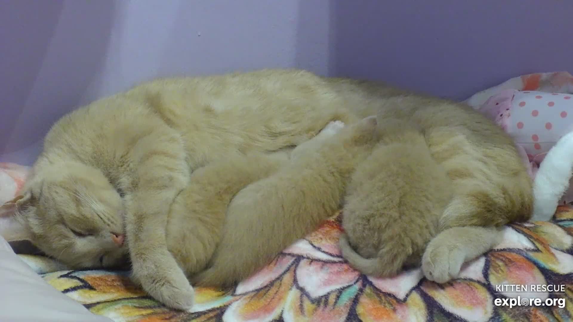Camkittys img e Kitten Rescue Cam - live video, pictures of cute kittens | Explore