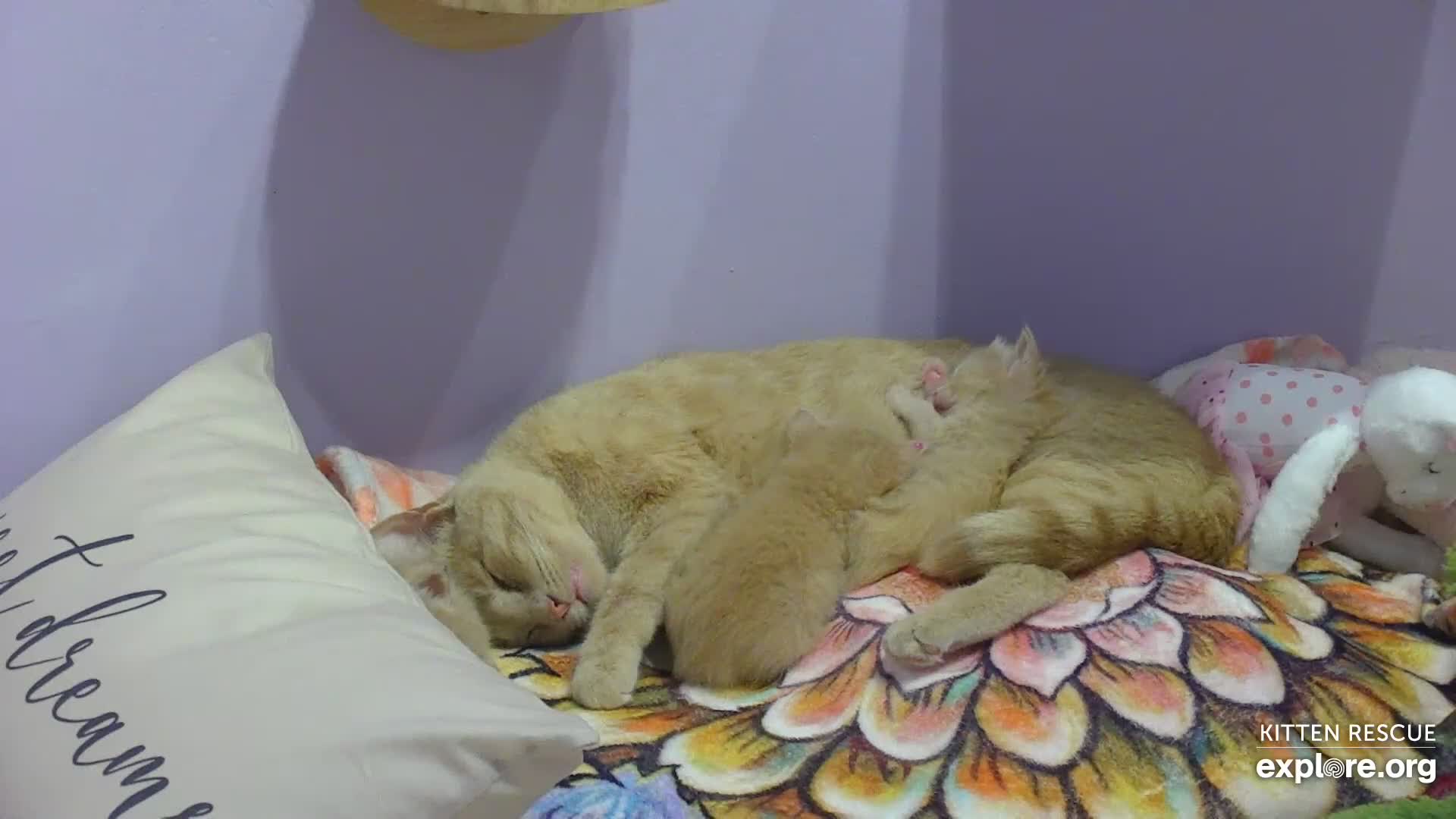 Camkittys img e Kitten Rescue Cam - live video, pictures of cute kittens | Explore