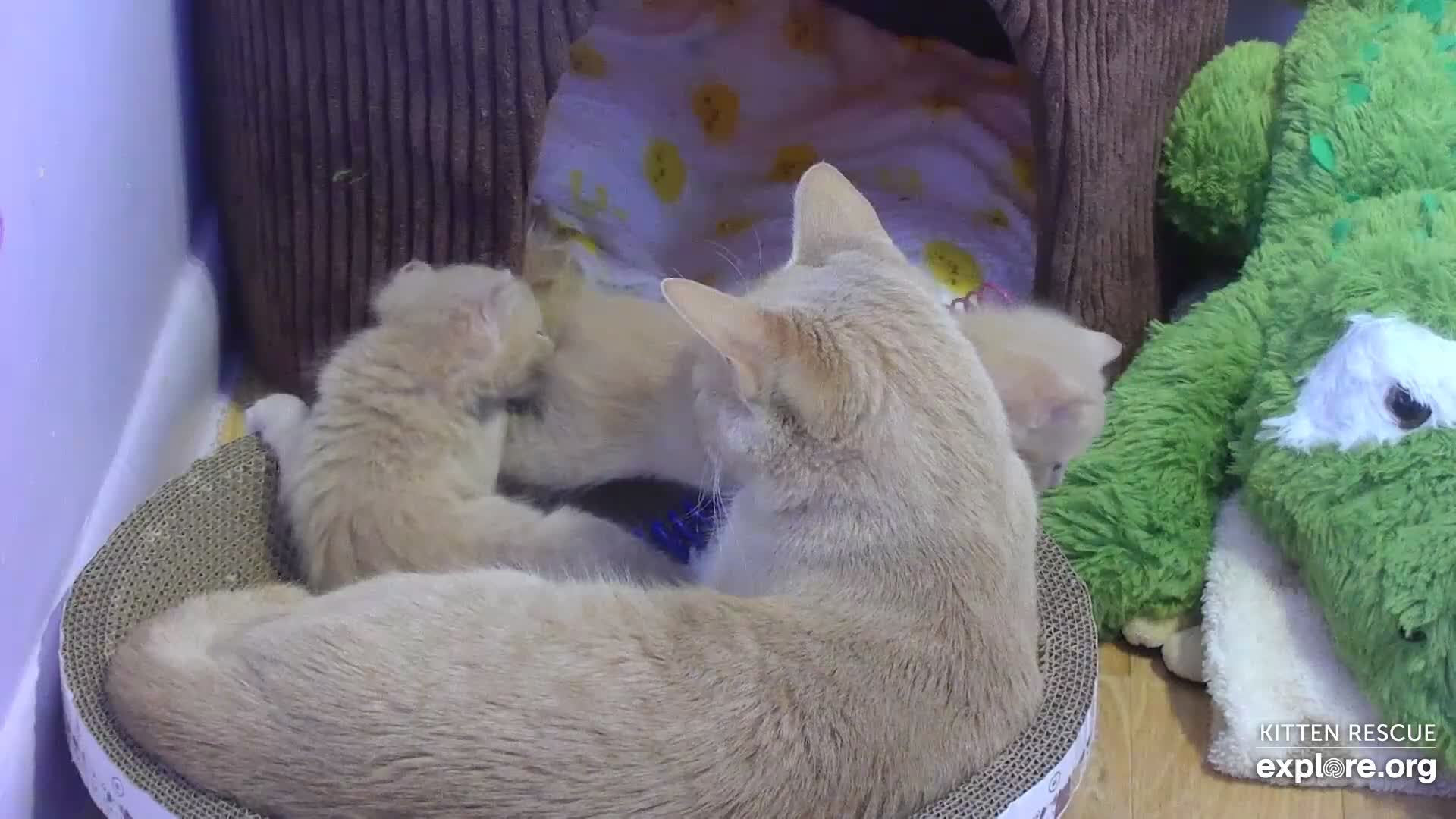 camkitty omegle  Kitten Rescue Cam - live video, pictures of cute kittens | Explore